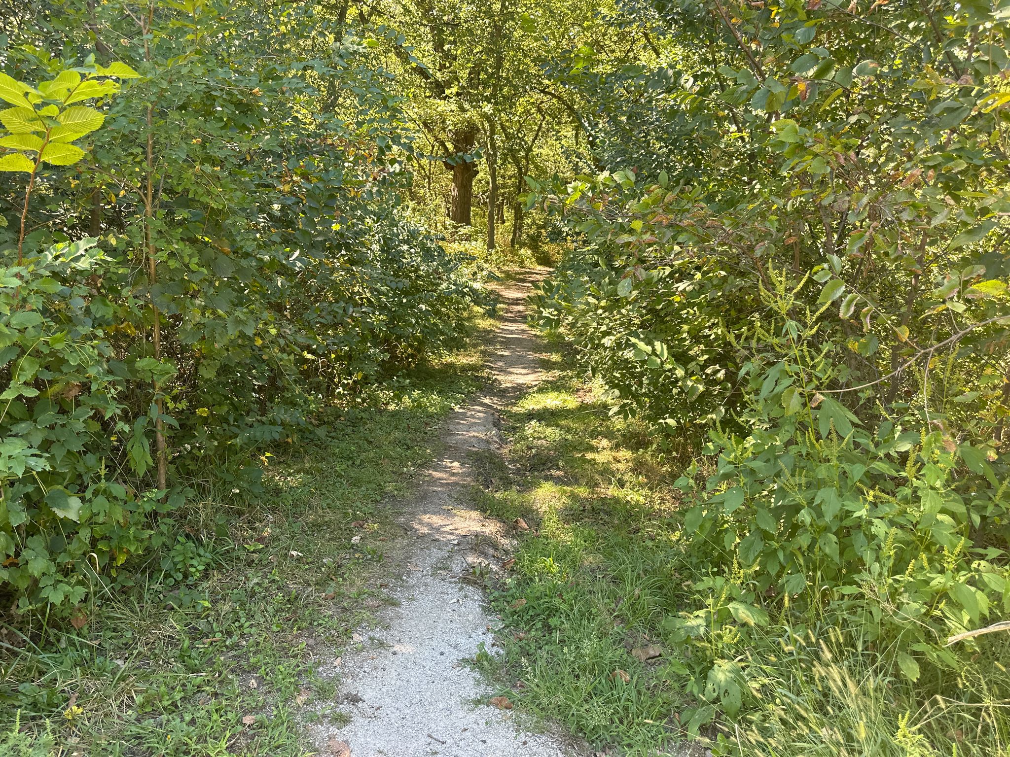 A narrow, sun-dappled dirt path winding through dense green foliage. - Wilderness Park Hiker Trail – Suspension bridge loop from Nebraska State Penitentiary