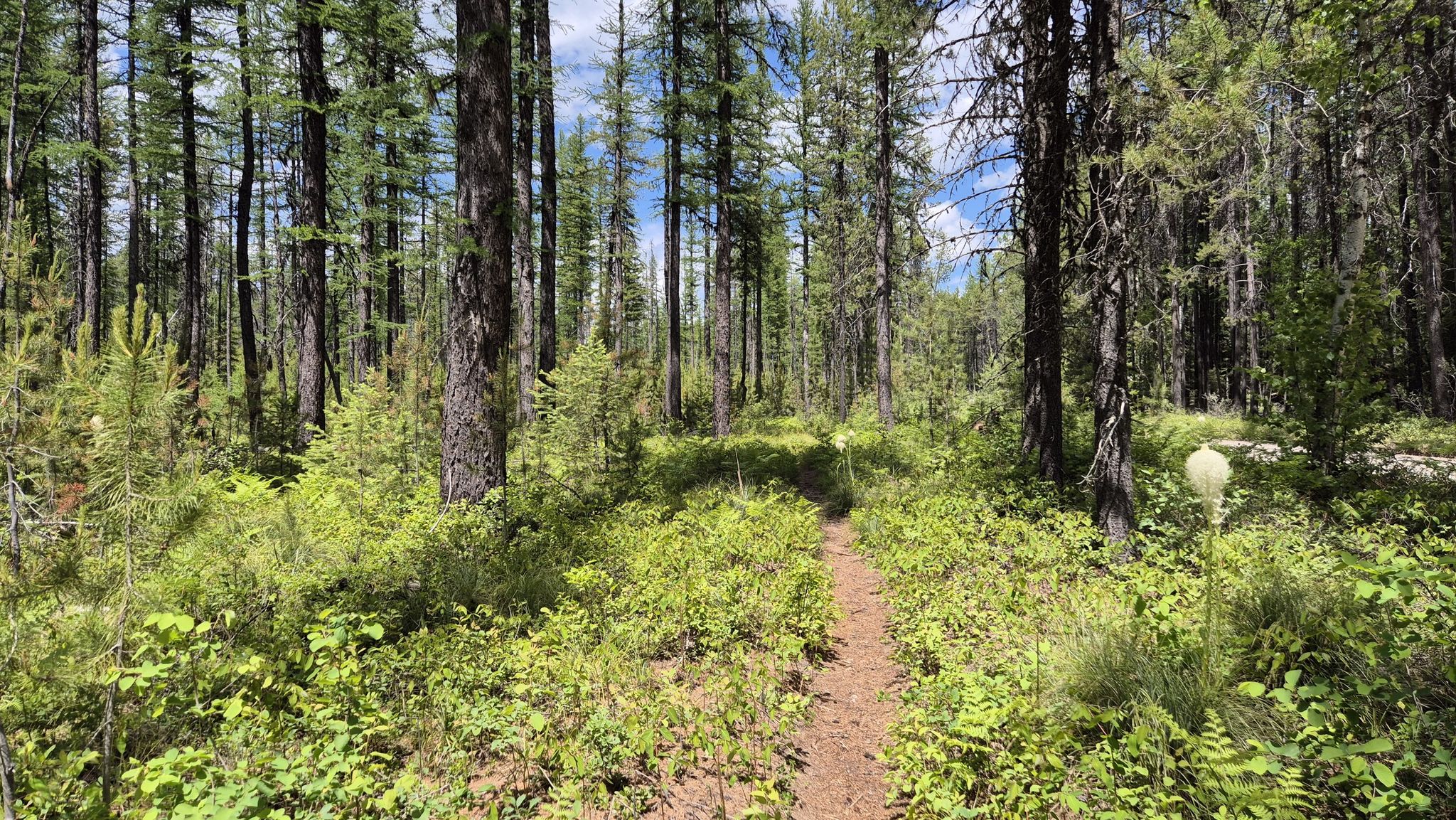 A narrow dirt path winds through a sunlit forest with dense green undergrowth. - Fish Creek to Apgar Bike Path