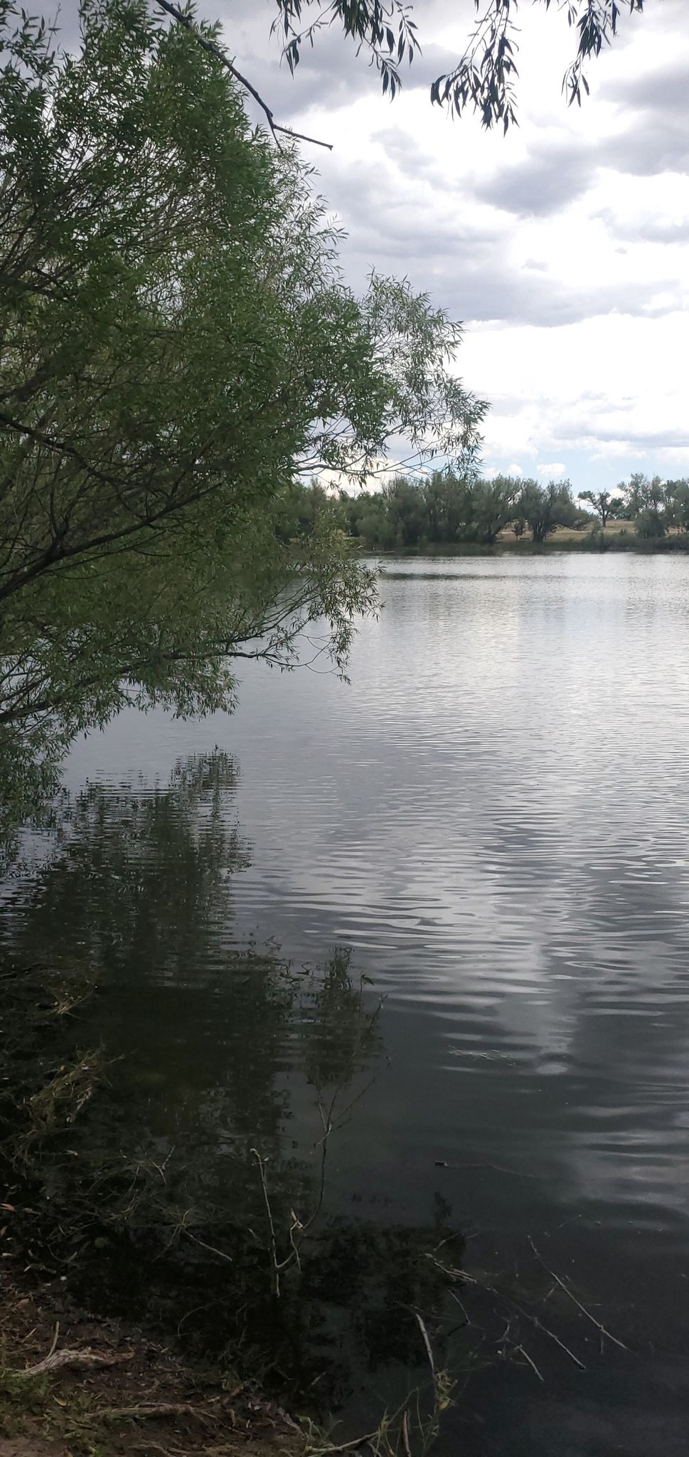Overcast sky above a calm lake with trees reflecting on the water. - Lions Park Loop