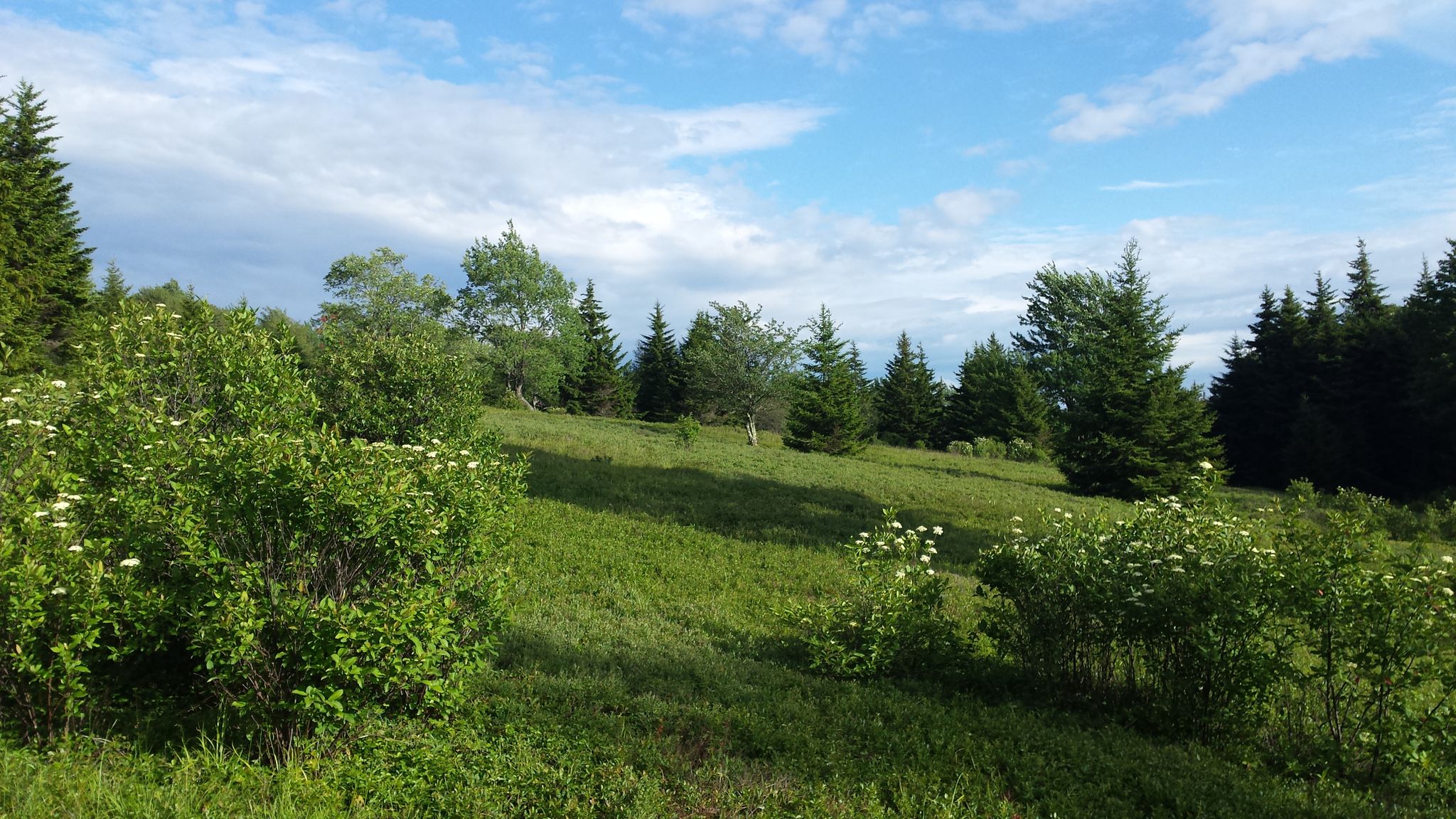 A wide green hillside with scattered trees under a bright blue sky. - Blackbird Knob Loop