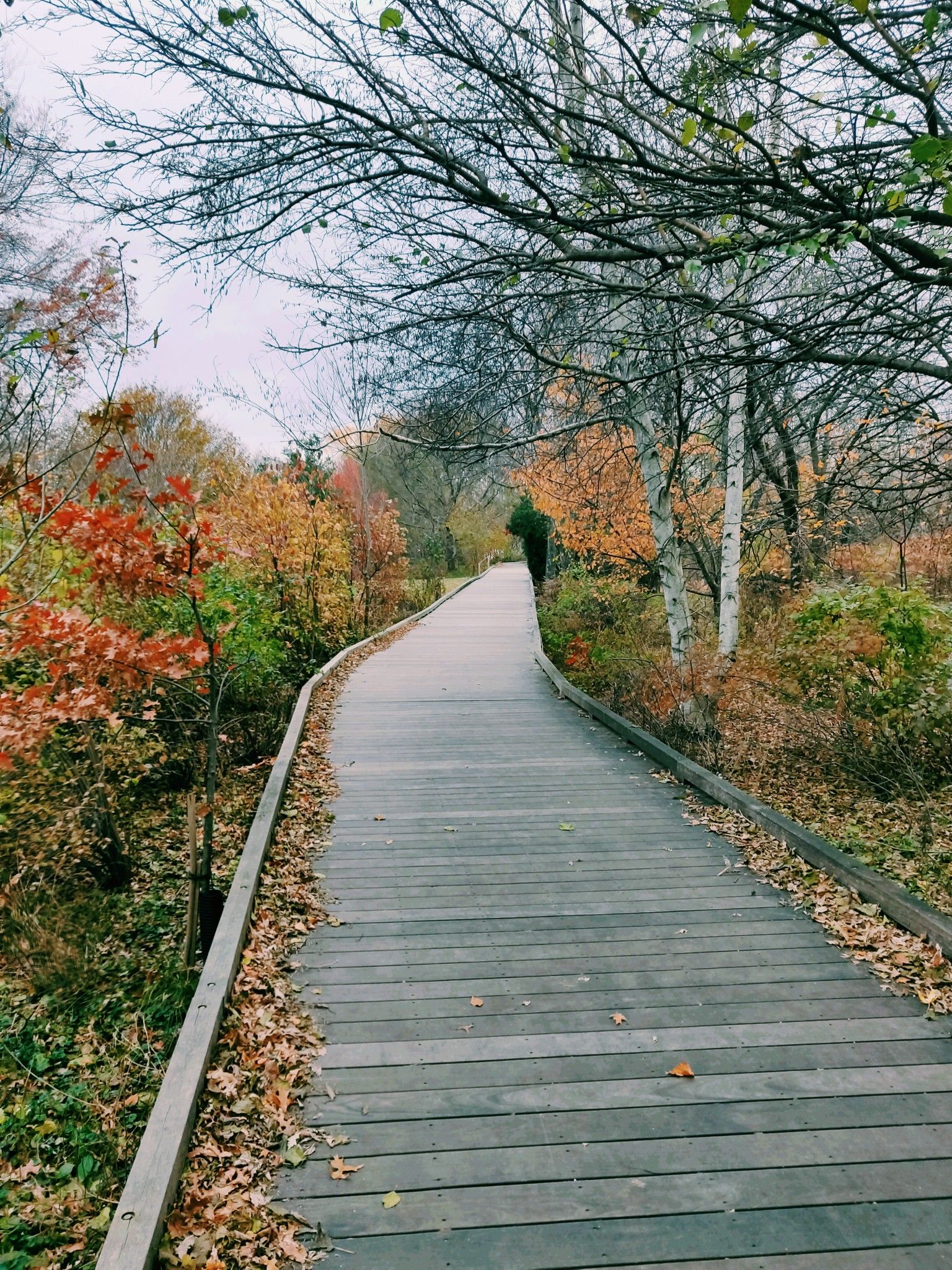 Wooden boardwalk path winding through colorful autumn trees under an overcast sky. - Spy Pond – Alewife Brook Greenway loop from Arlington