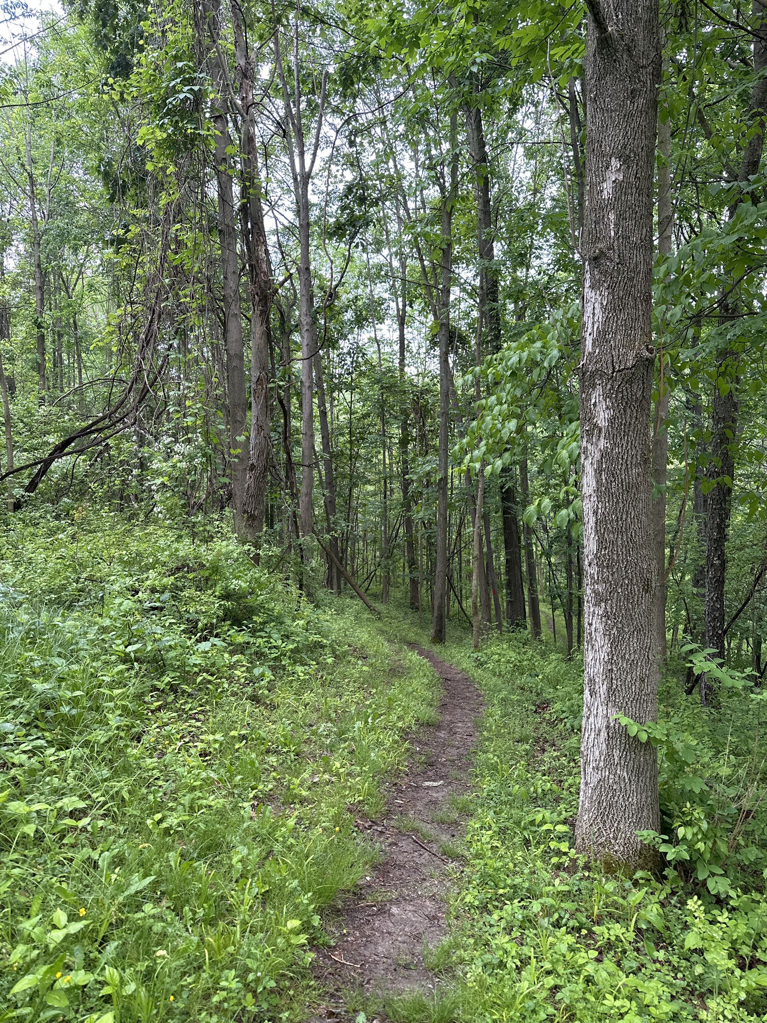 A narrow dirt path winds through a dense, lush green forest. - Ganondagan State Historic Site