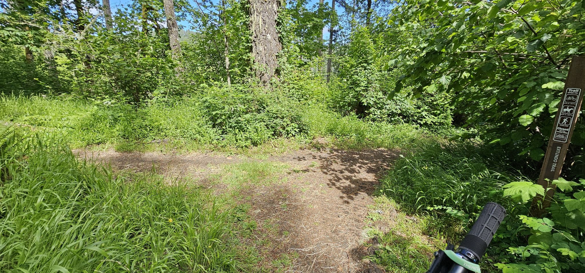 A dirt trail forks in a sunny, grassy clearing with dense green foliage. - Uproute Extendo Loop