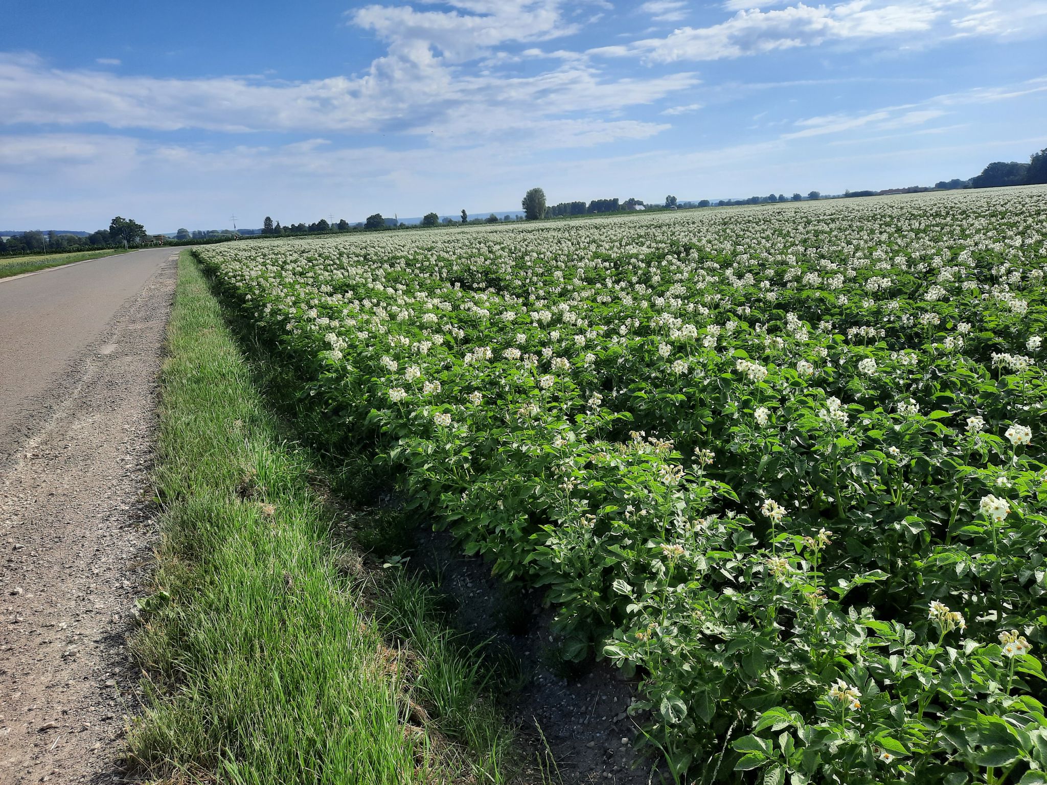 Kartoffelfelder in voller Blüte
