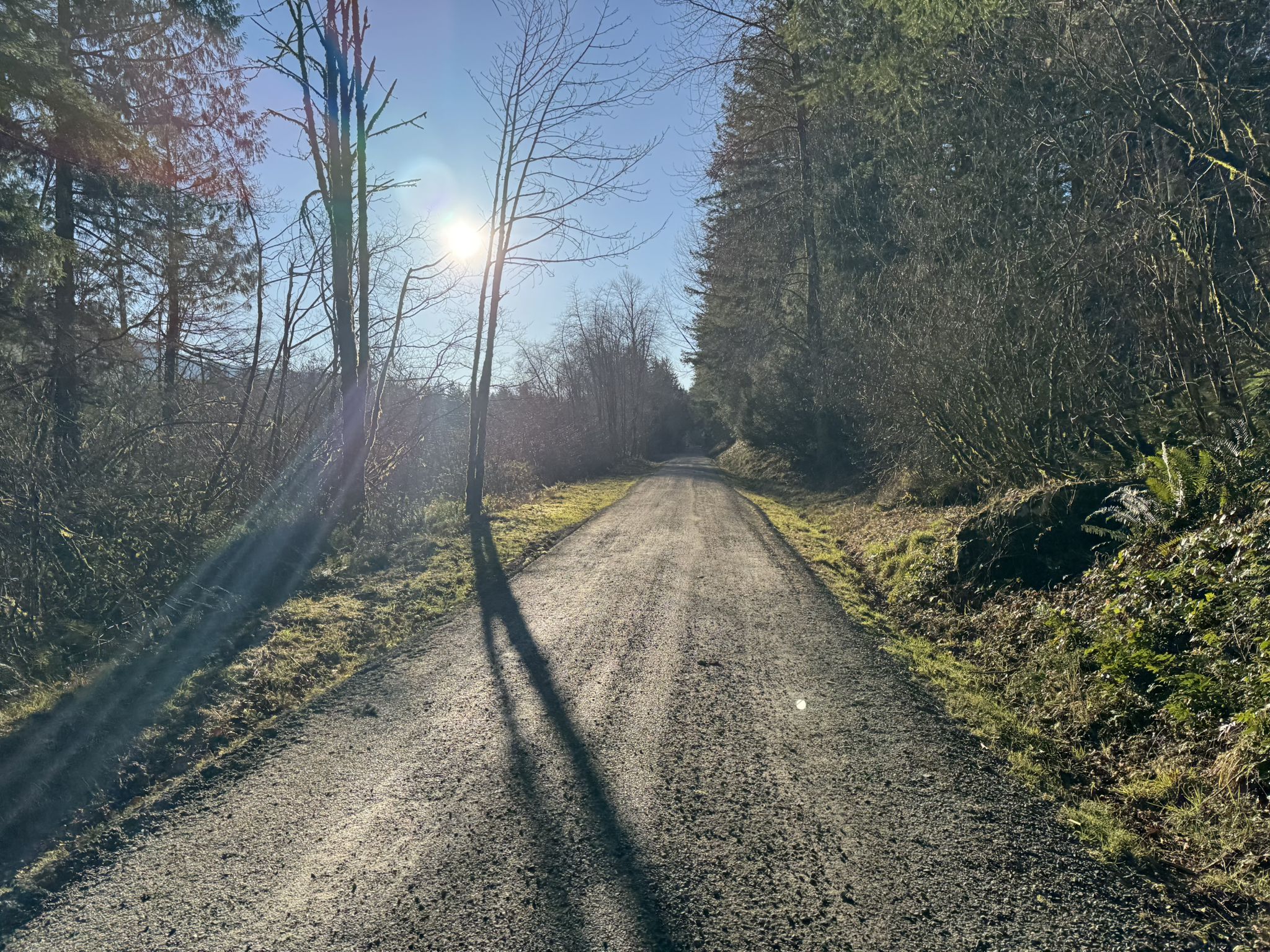 Sunlit gravel path winding through a forest with long tree shadows. - Change Creek Trestle – Hall Creek Trestle loop from Cottonwood Natural Area