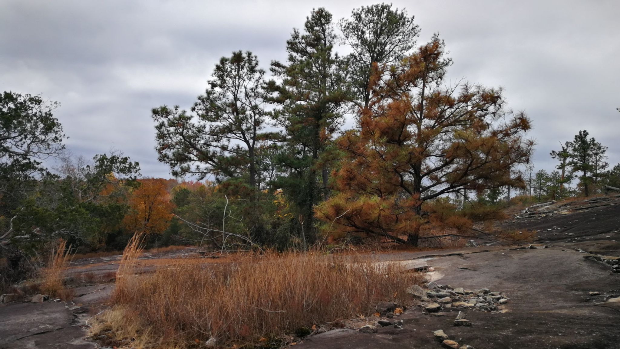 Pine trees and dry grass on rocky ground under a cloudy sky. - Mountain View and Mountain Top Trail Loop