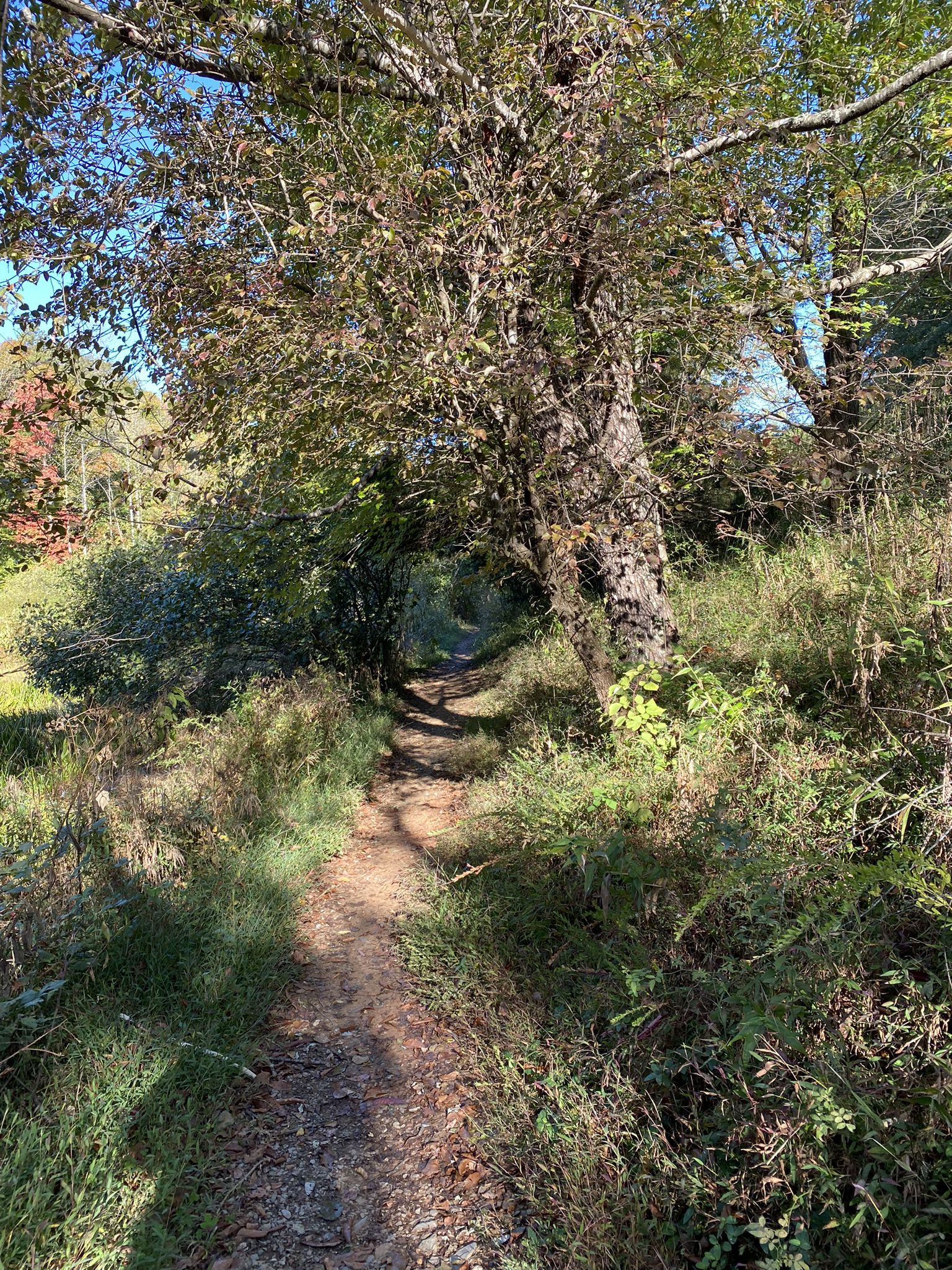 Narrow dirt path winding through sunlit trees and tall grass. - Walnut Creek Park – Walnut Creek Lake loop from Walnut Creek Lake