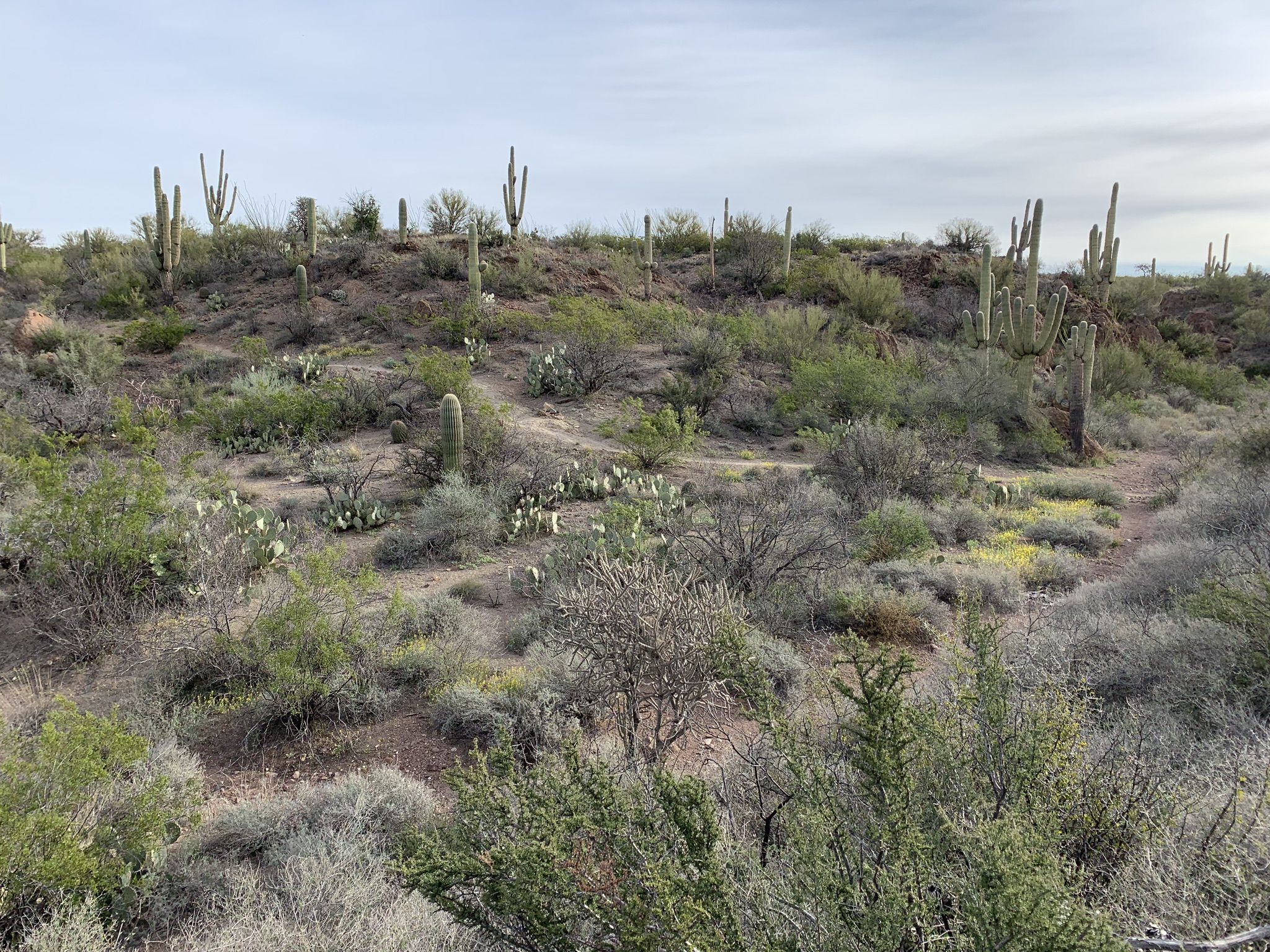 Expansive desert landscape with numerous saguaro cacti and shrubs under overcast sky. - Las Cienegas – Cienega Creek Natural Preserve loop from Missile Tank