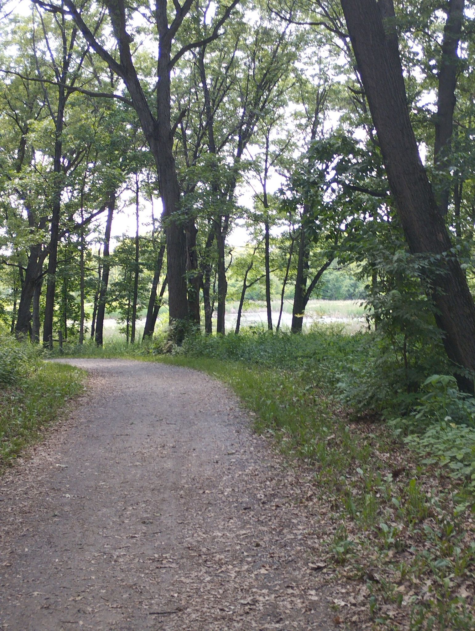 Winding dirt path through a green forest, with water visible beyond. - Tomahawk Slough – View of Tomahawk Slough loop from Justice