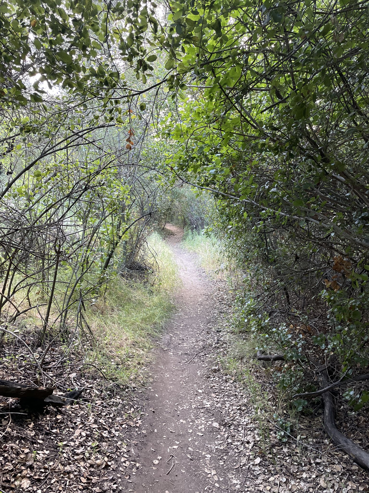 A narrow dirt path leading through a tunnel of dense green foliage. - Oak Grove – Blue Sky Ecological Reserve loop from Blue Sky Ecological Reserve
