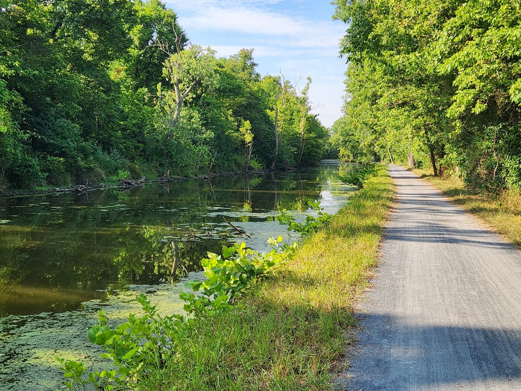 Green canal, lush trees, gravel path, bright sunny day. - Chesapeake and Ohio Canal Towpath: Poolesville Loop