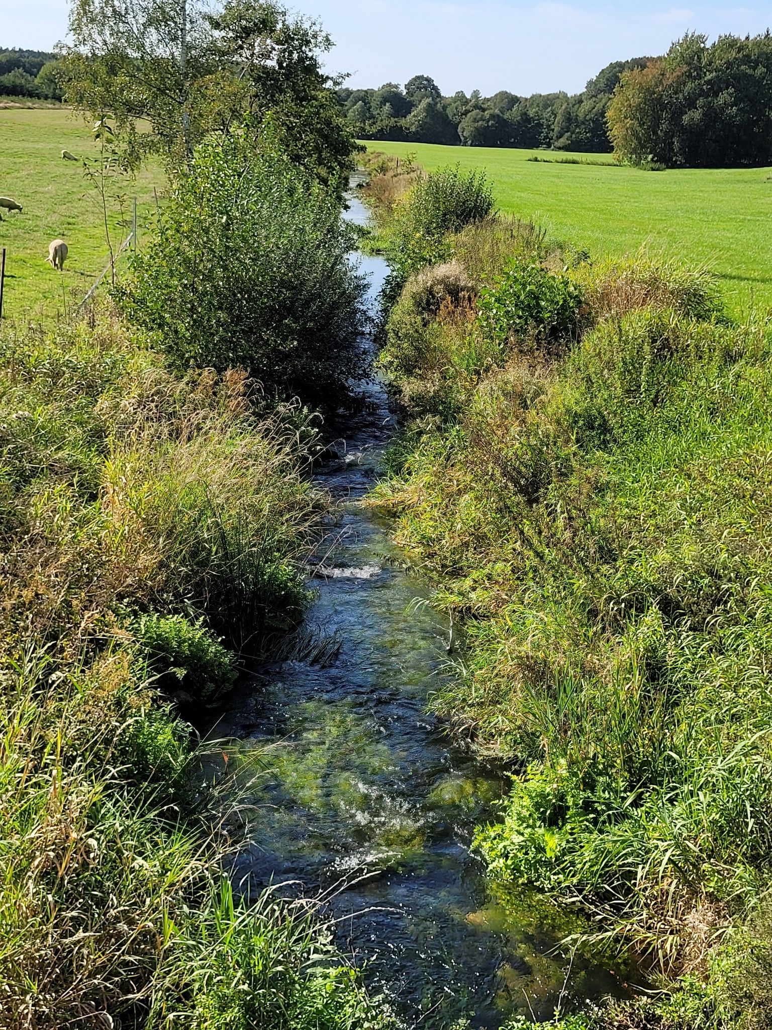 die Rantzau