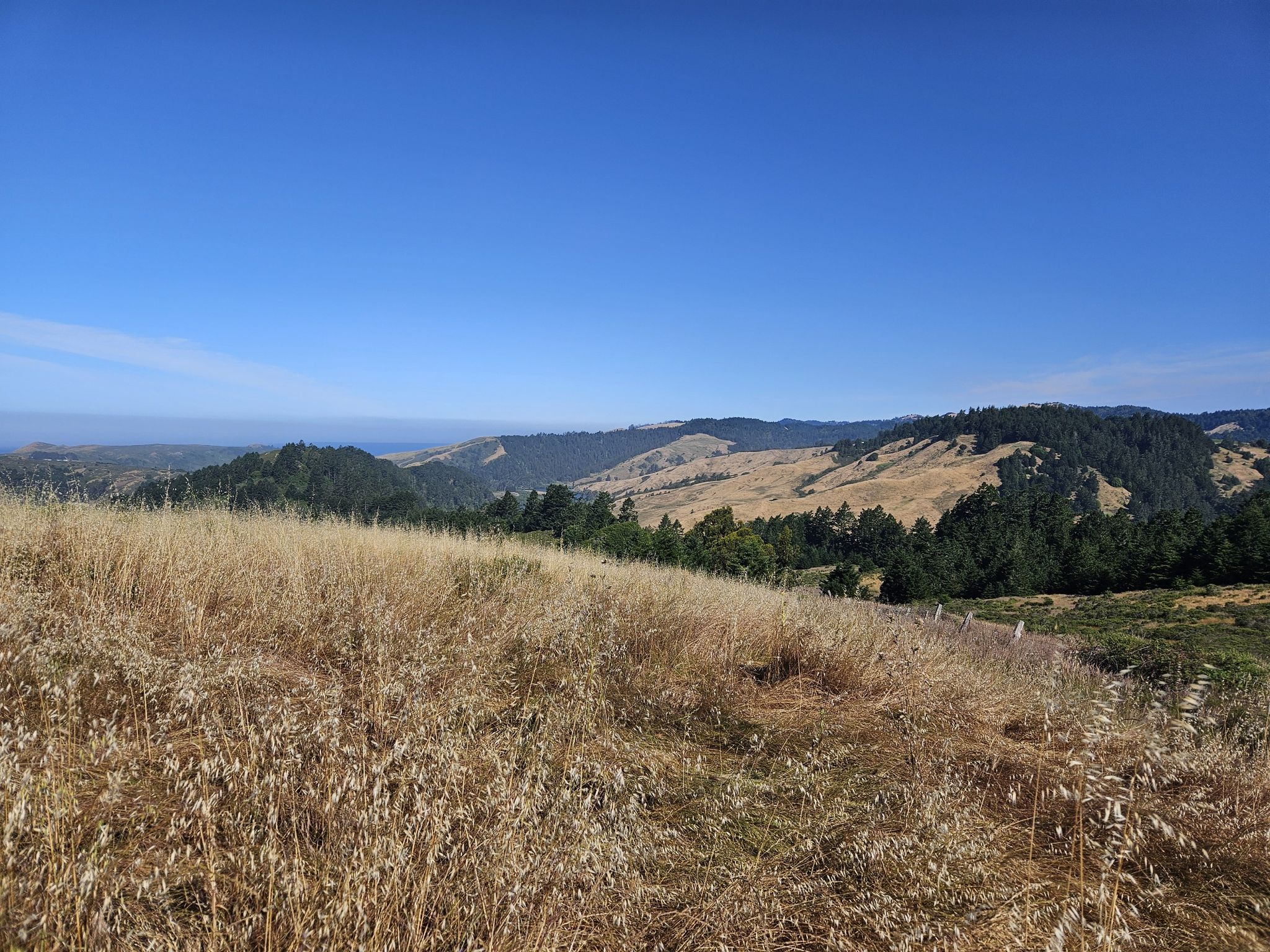 Golden grass in the foreground, with forested hills under a bright blue sky. - Island in the Sky and Fern Tree and Badger Hill Vista Trail Loop