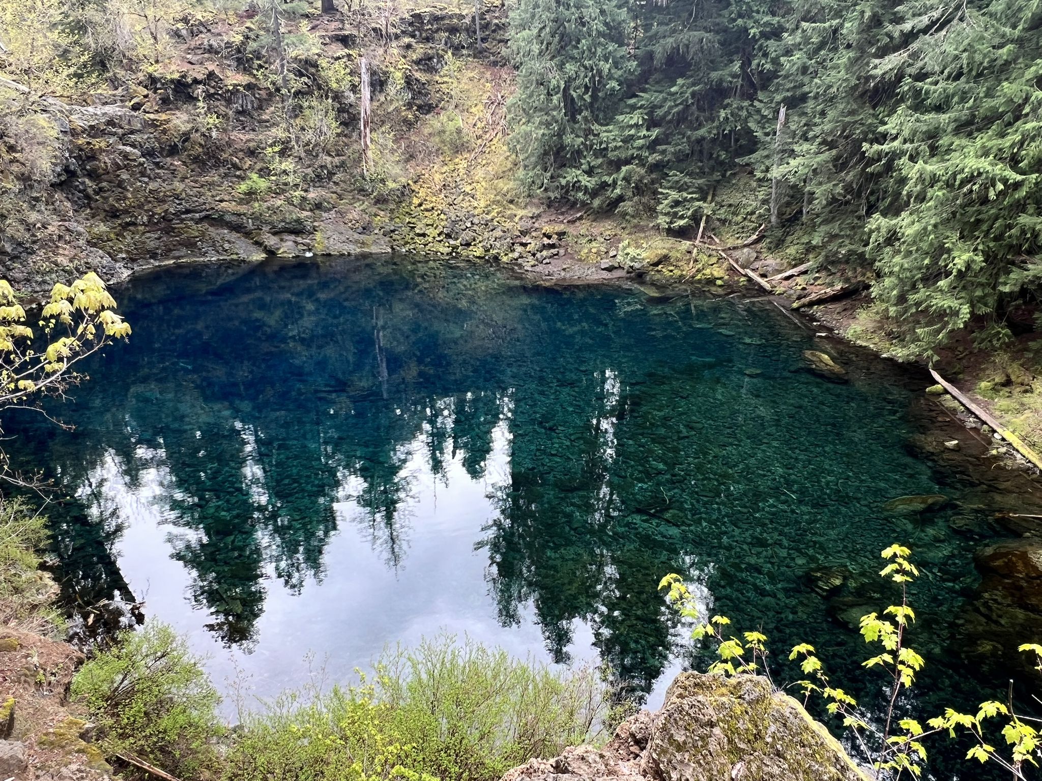 A clear blue pool reflects trees and sky, surrounded by lush forest. - Tamolitch Blue Pool loop from Smith River