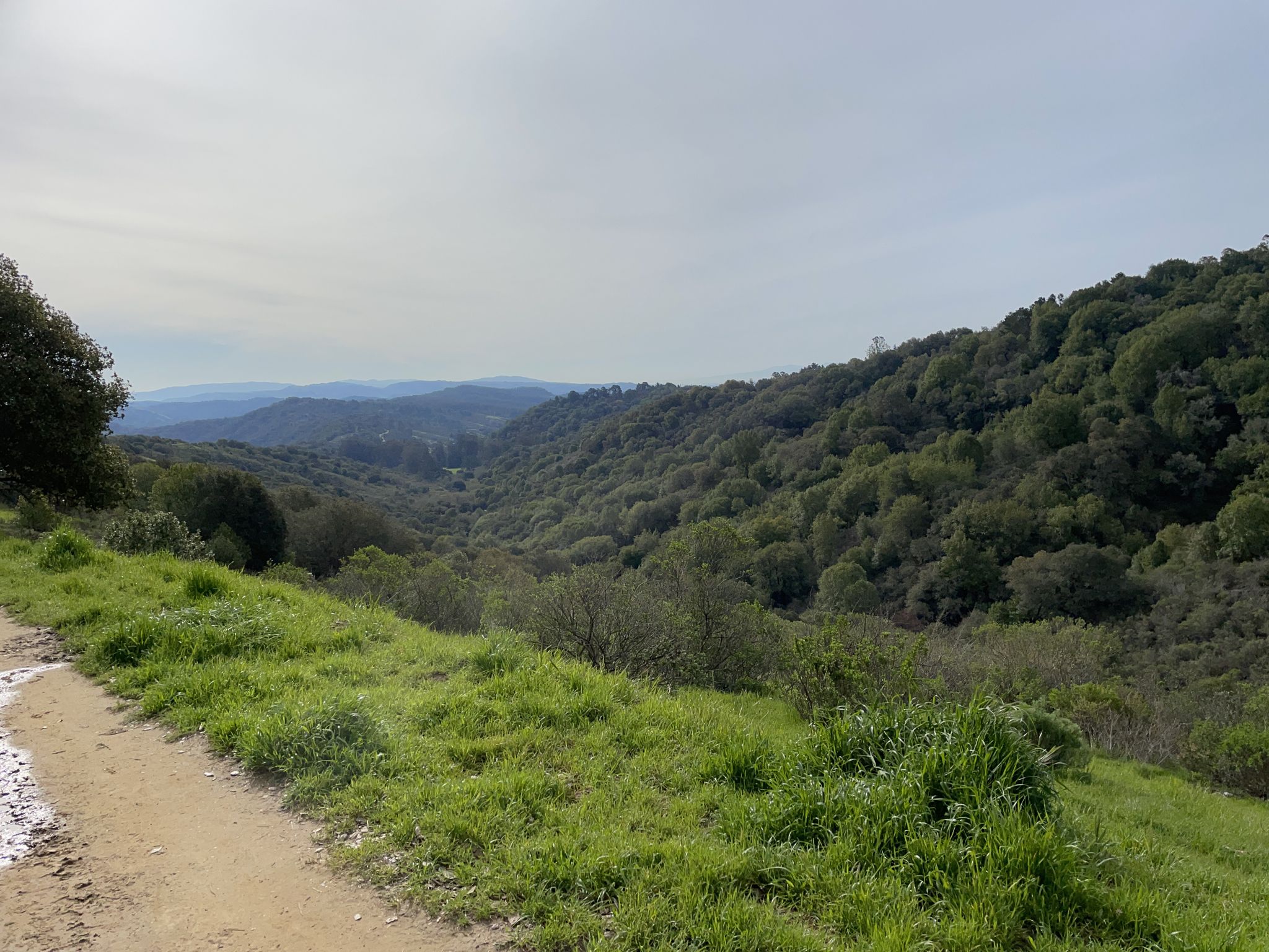 Dirt path alongside a grassy slope overlooking a forested valley. - MacDonald and Grass Valley Trail Loop