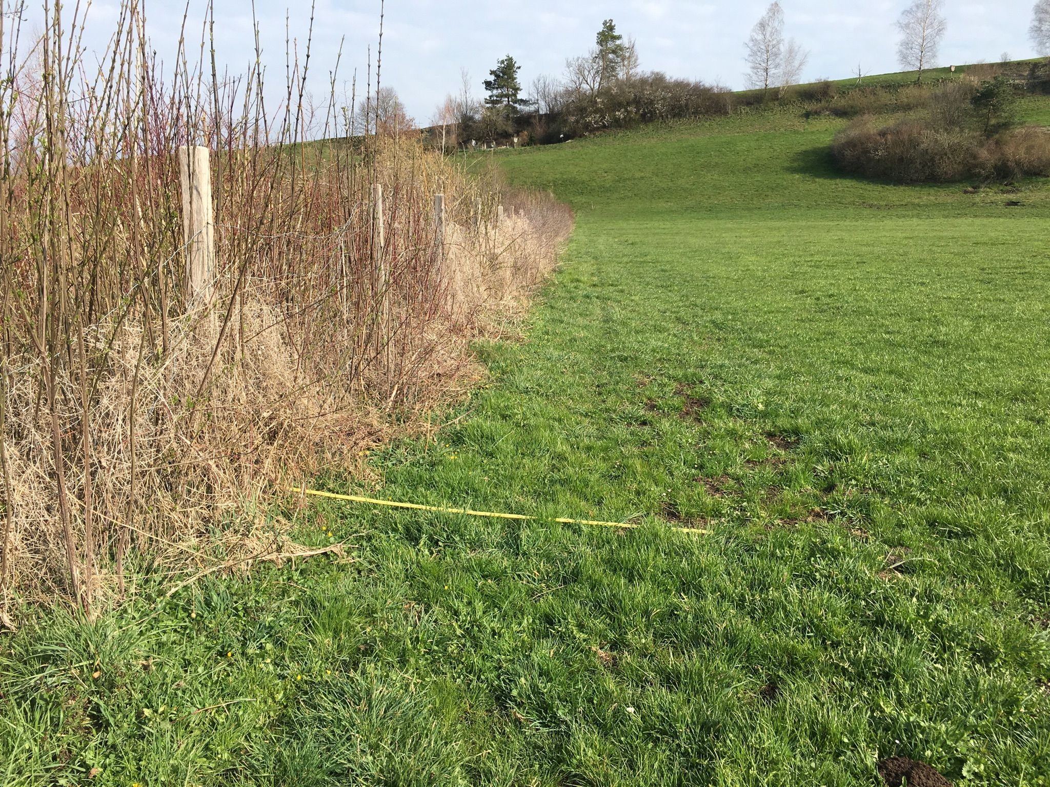 Hecke anschliessend ans Kerngebiet