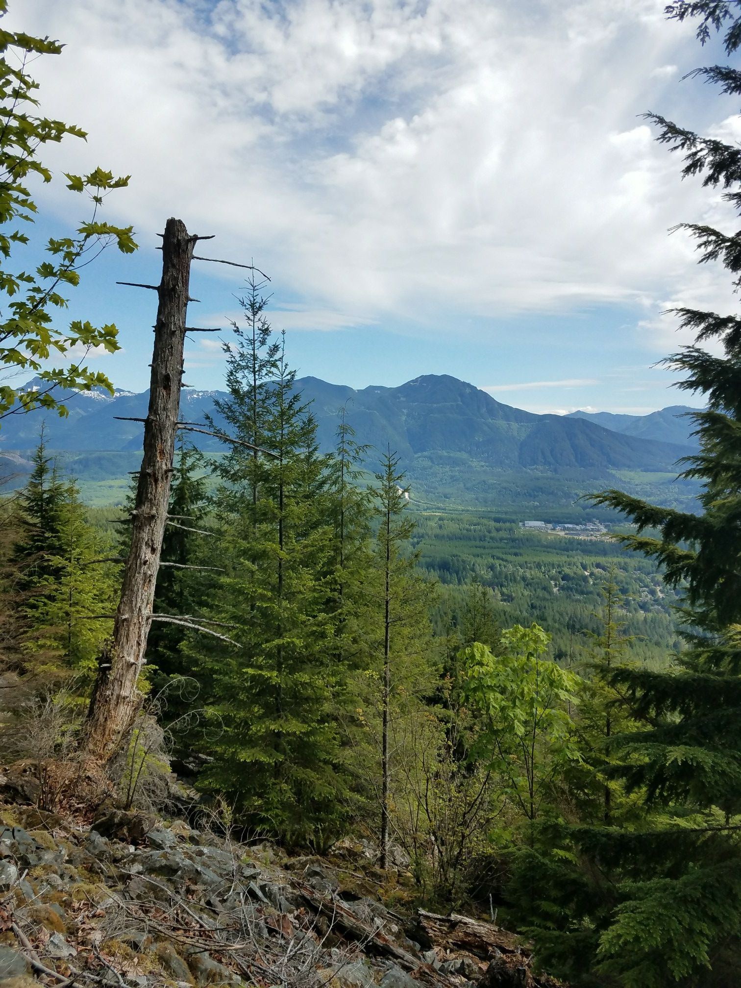 Dead tree trunk on a forested hillside overlooking a valley and distant mountains. - Teneriffe Falls Trail