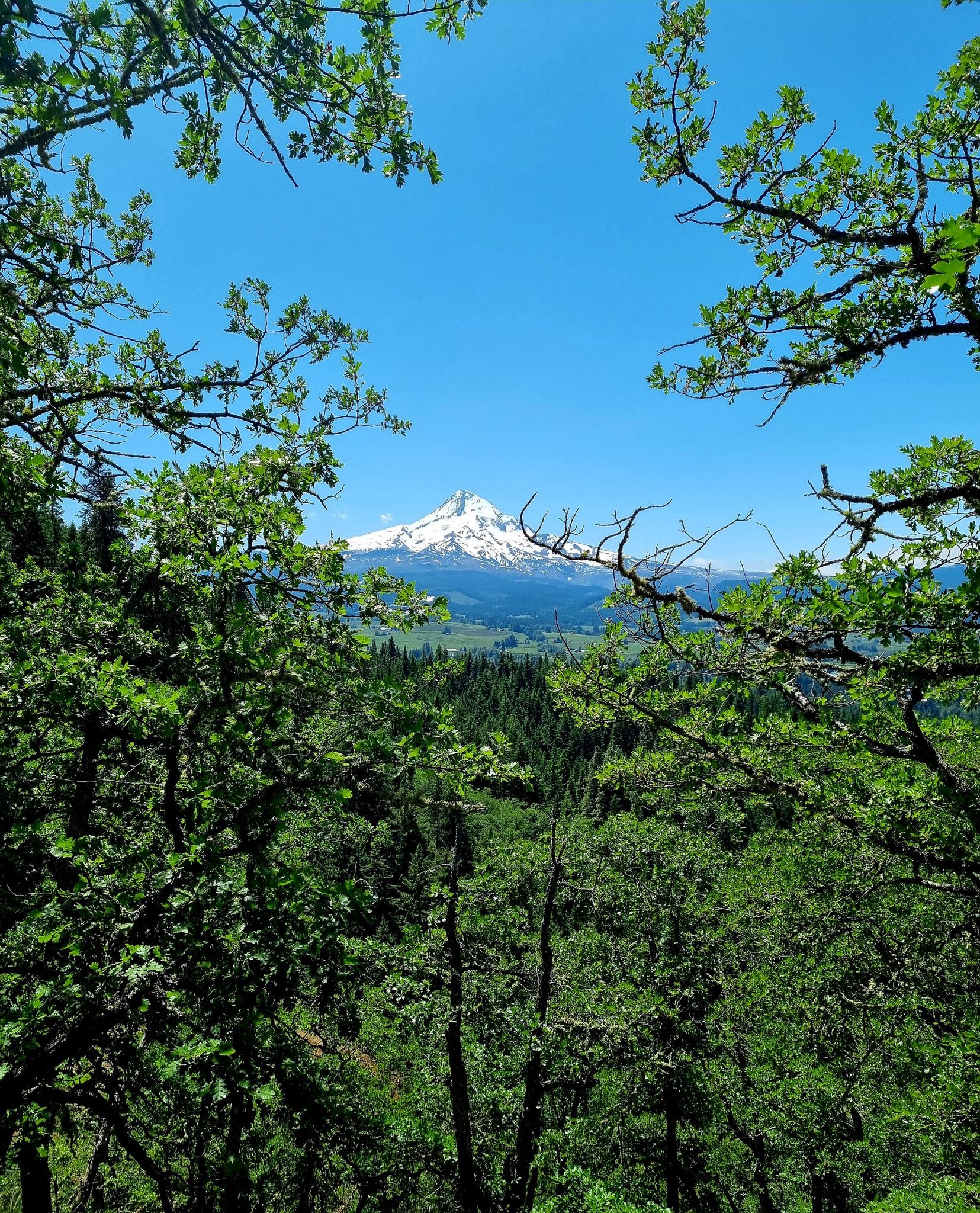 Snow-capped mountain peak framed by lush green trees under a clear blue sky. - Bald Butte Trail