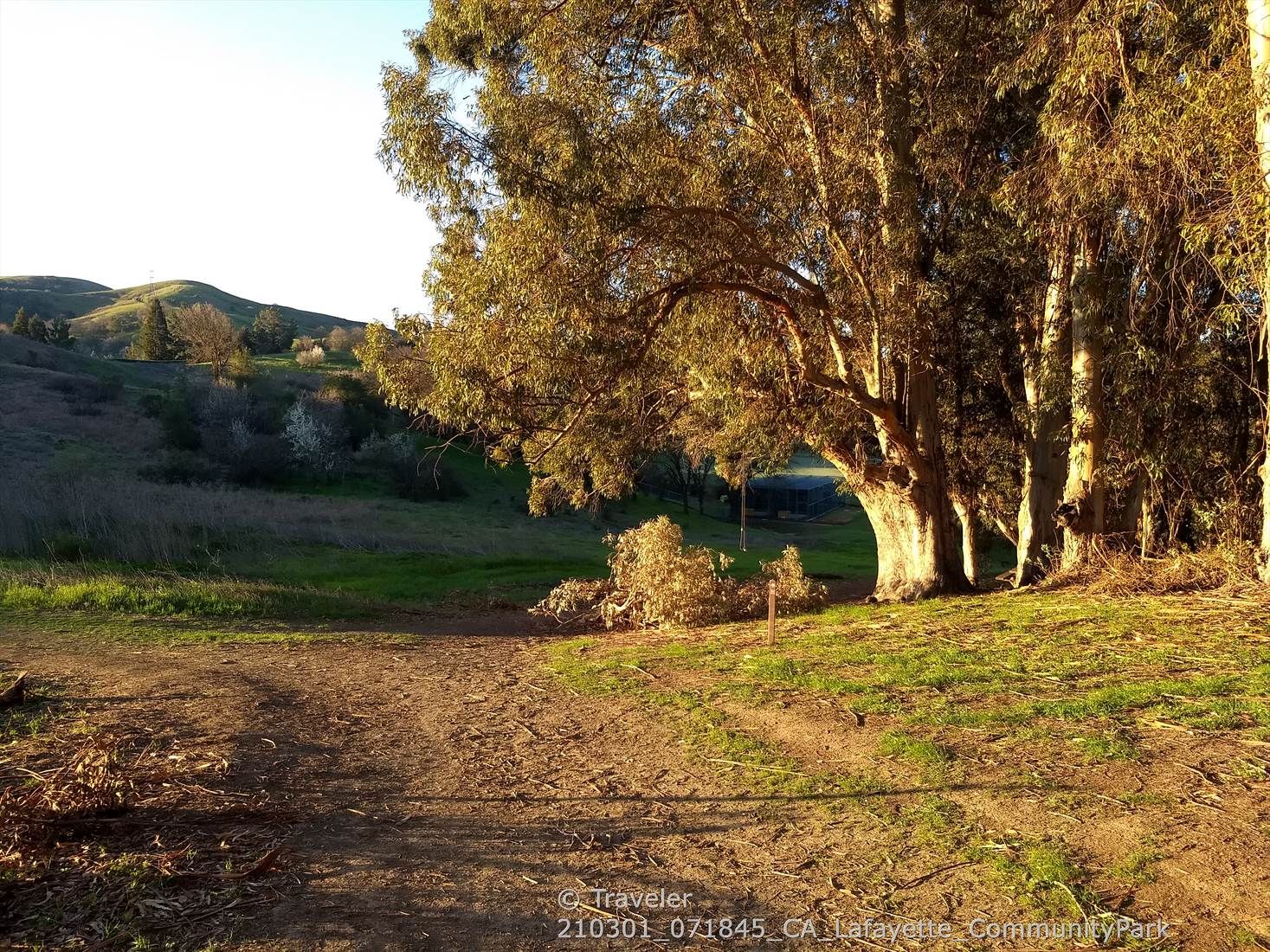 Dirt path next to large trees with golden leaves, leading to a grassy hillside. - Lafayette Community Park Loop