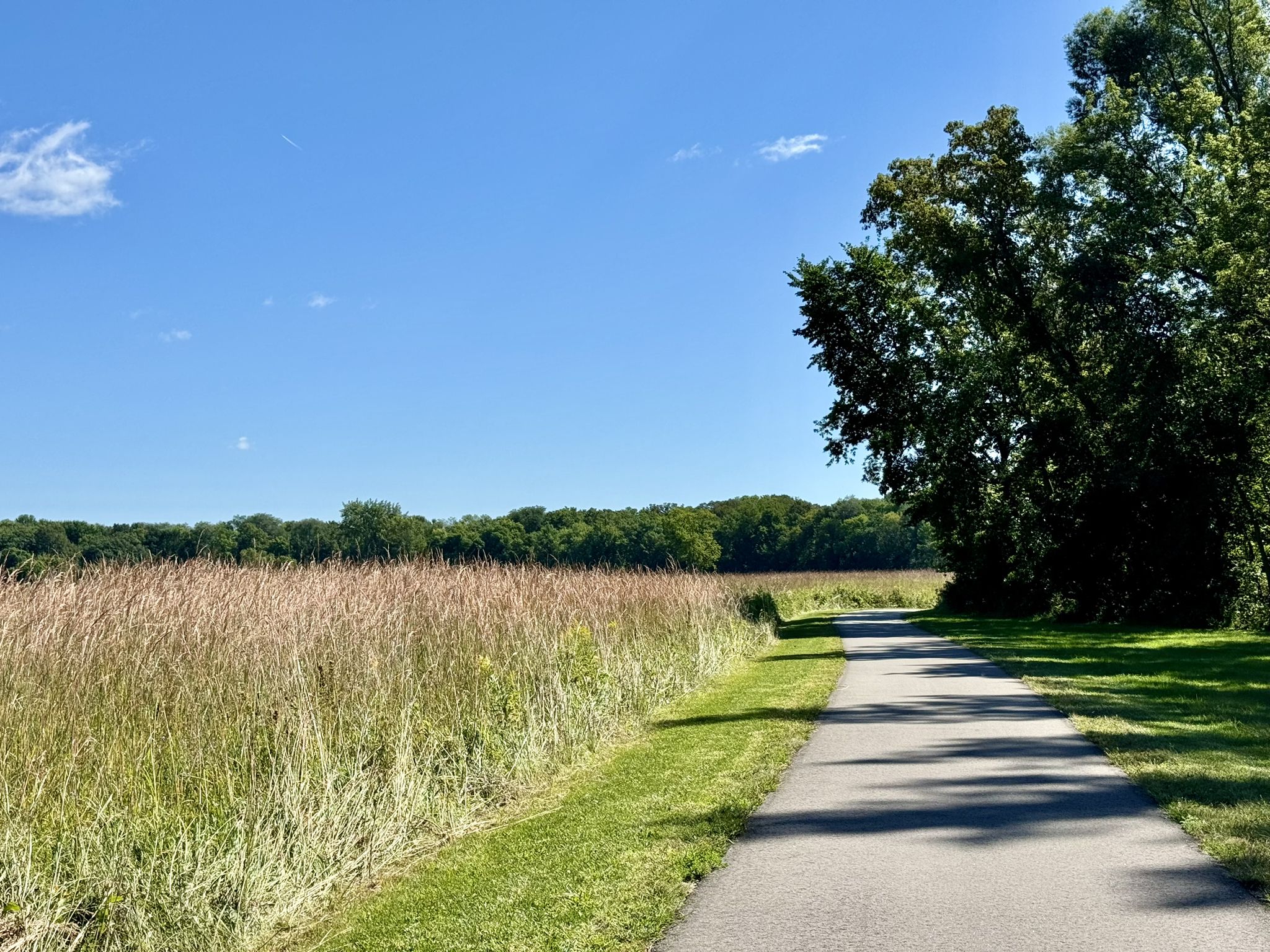 Paved path through golden tall grass and trees on a sunny day. - Otsego County Park Walking Path