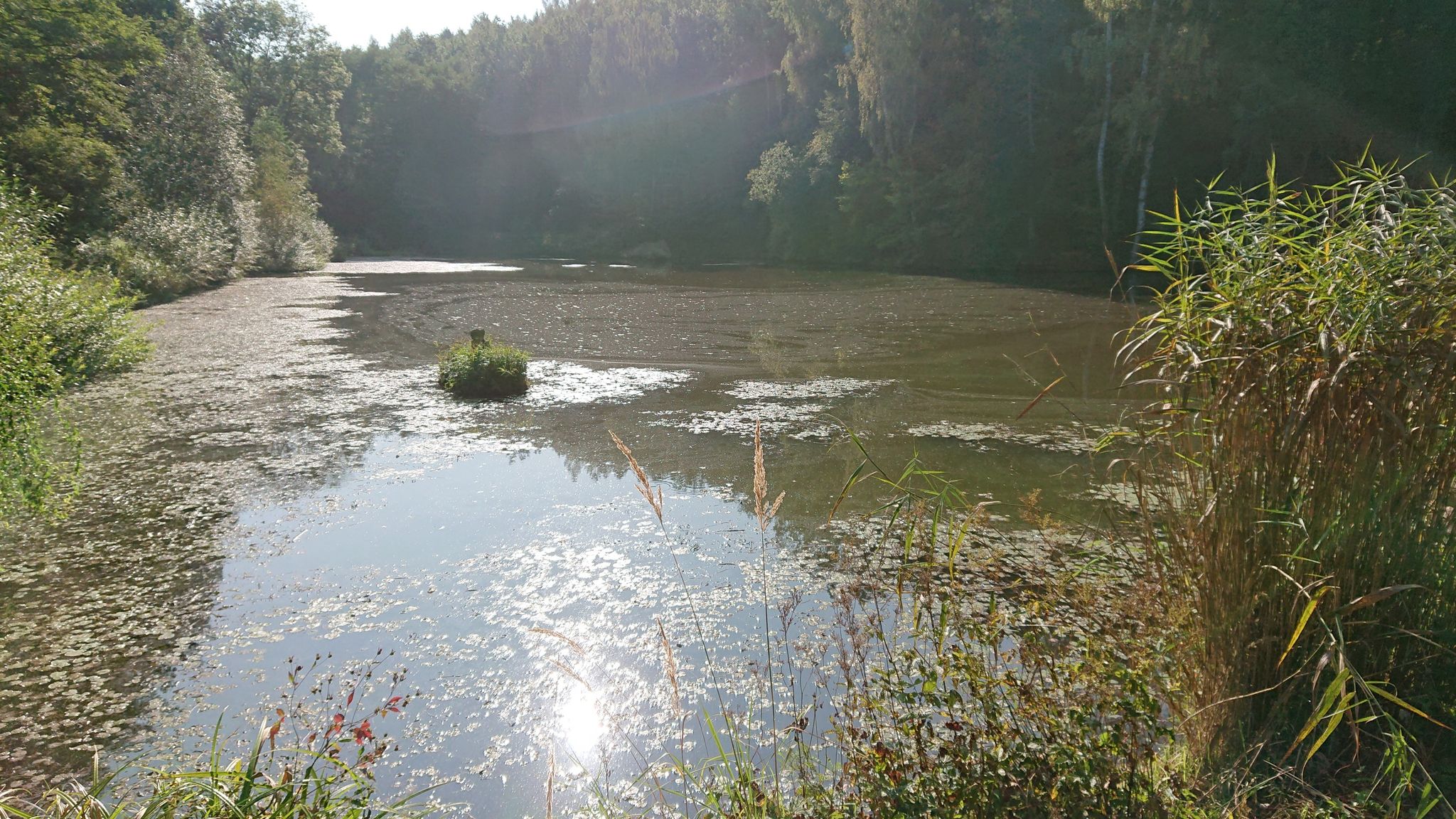 Teich Jarval in Rudolfov
