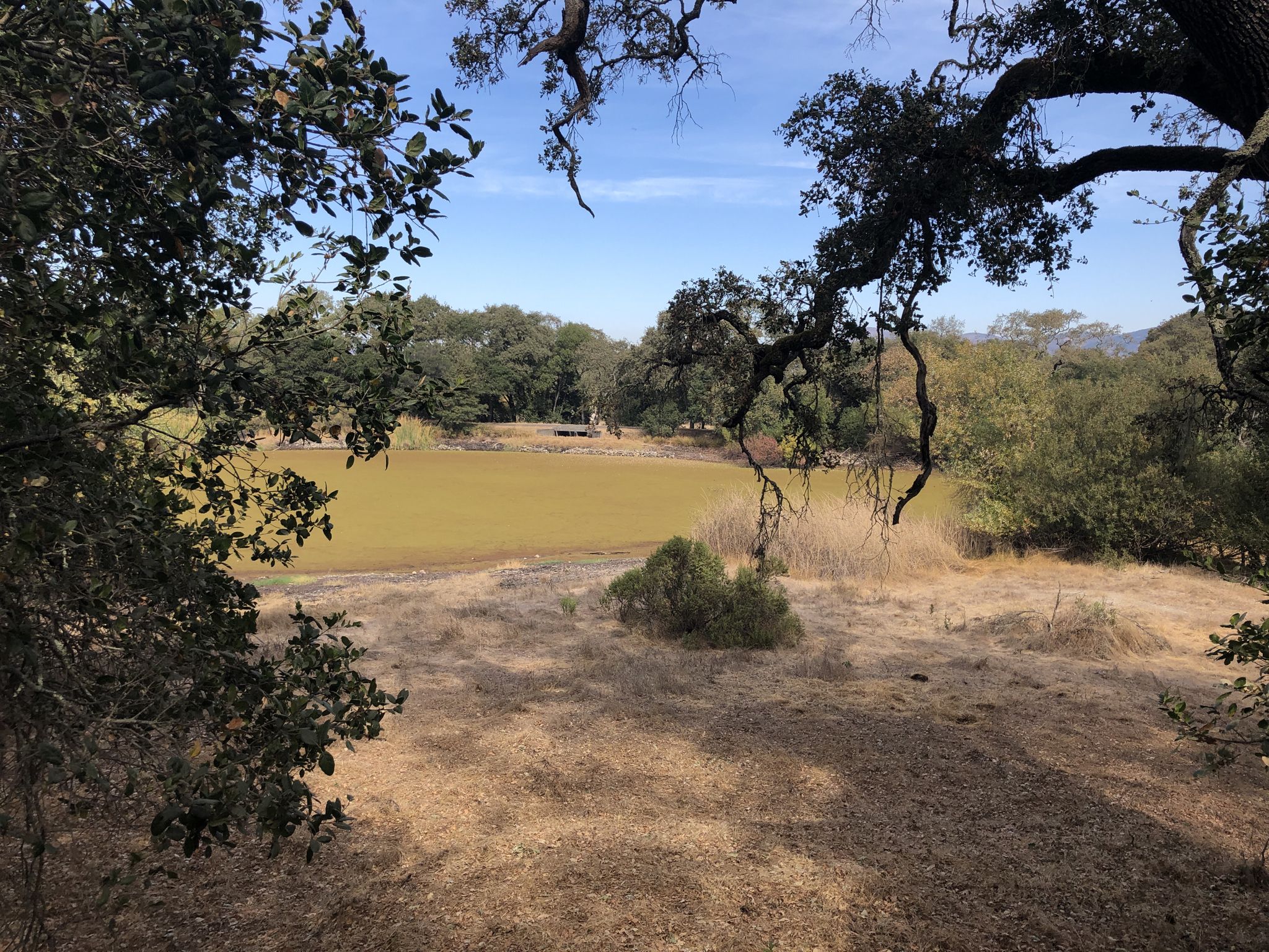 A murky pond surrounded by dry grass and trees on a sunny day. - Skyline Ridge Trail – Lake Marie loop from Napa State Hospital