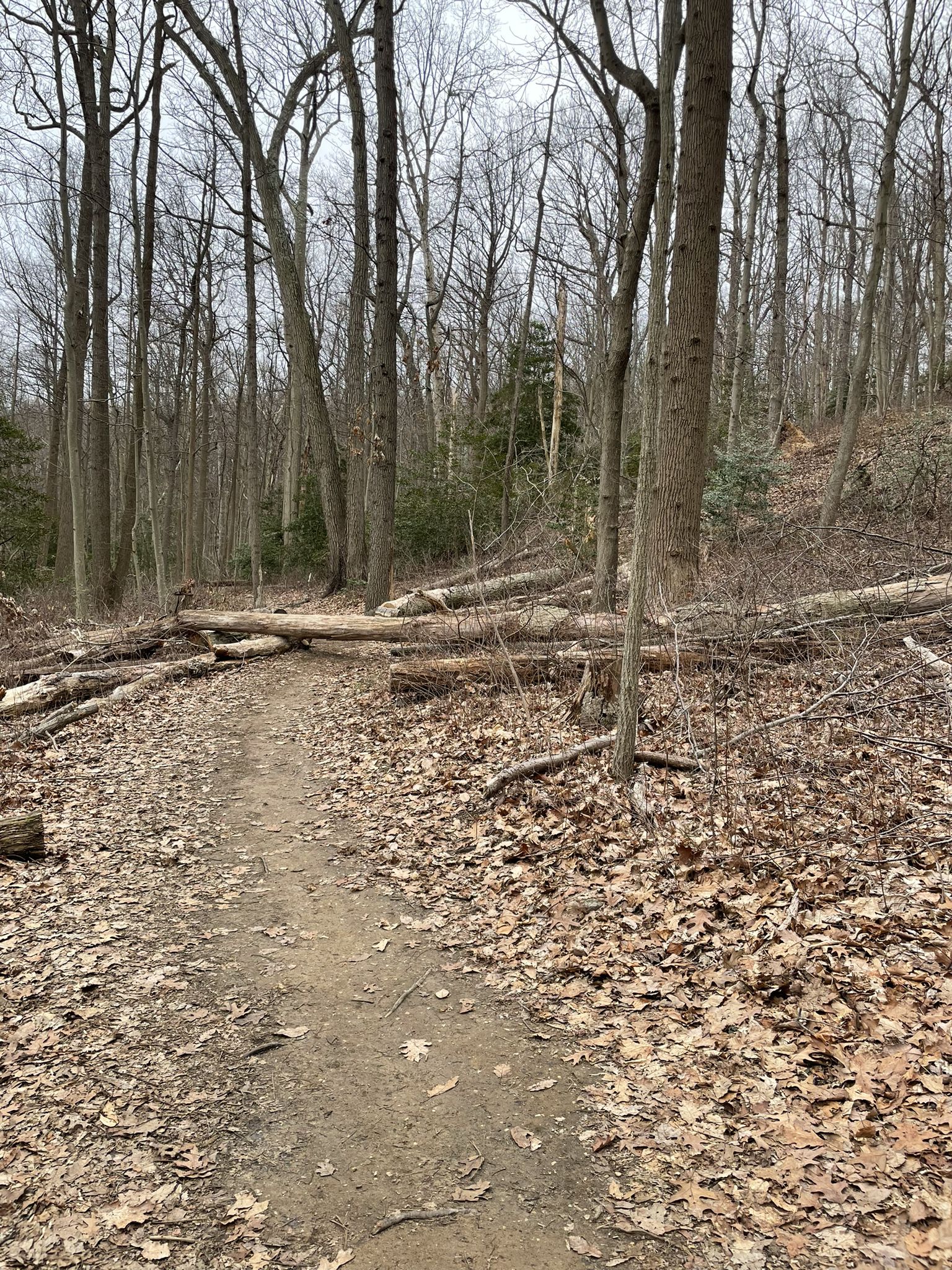 Dirt path blocked by multiple fallen trees in a bare winter forest. - Highlands of Navesink loop from Navesink