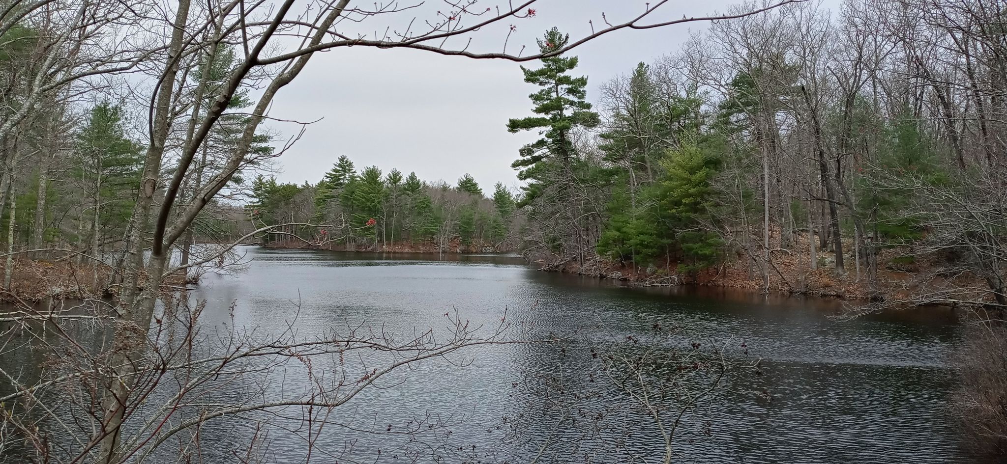 Calm water surrounded by bare and evergreen trees under an overcast sky. - Salem Pond Outer Loop