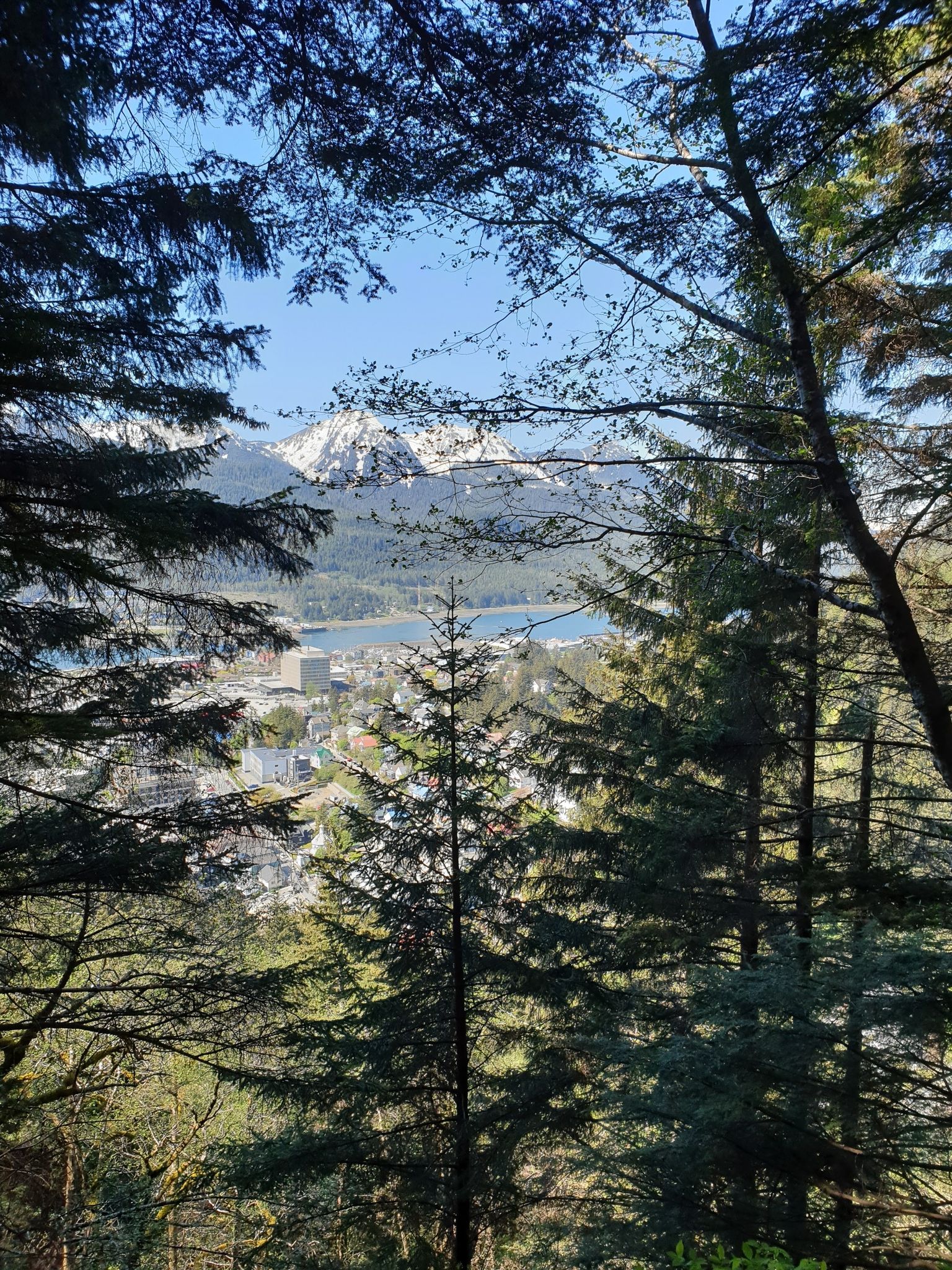 Forest view of a town, bay, and snow-capped mountains under clear sky. - Alaska State Capitol – Mount Roberts Trail loop from Juneau