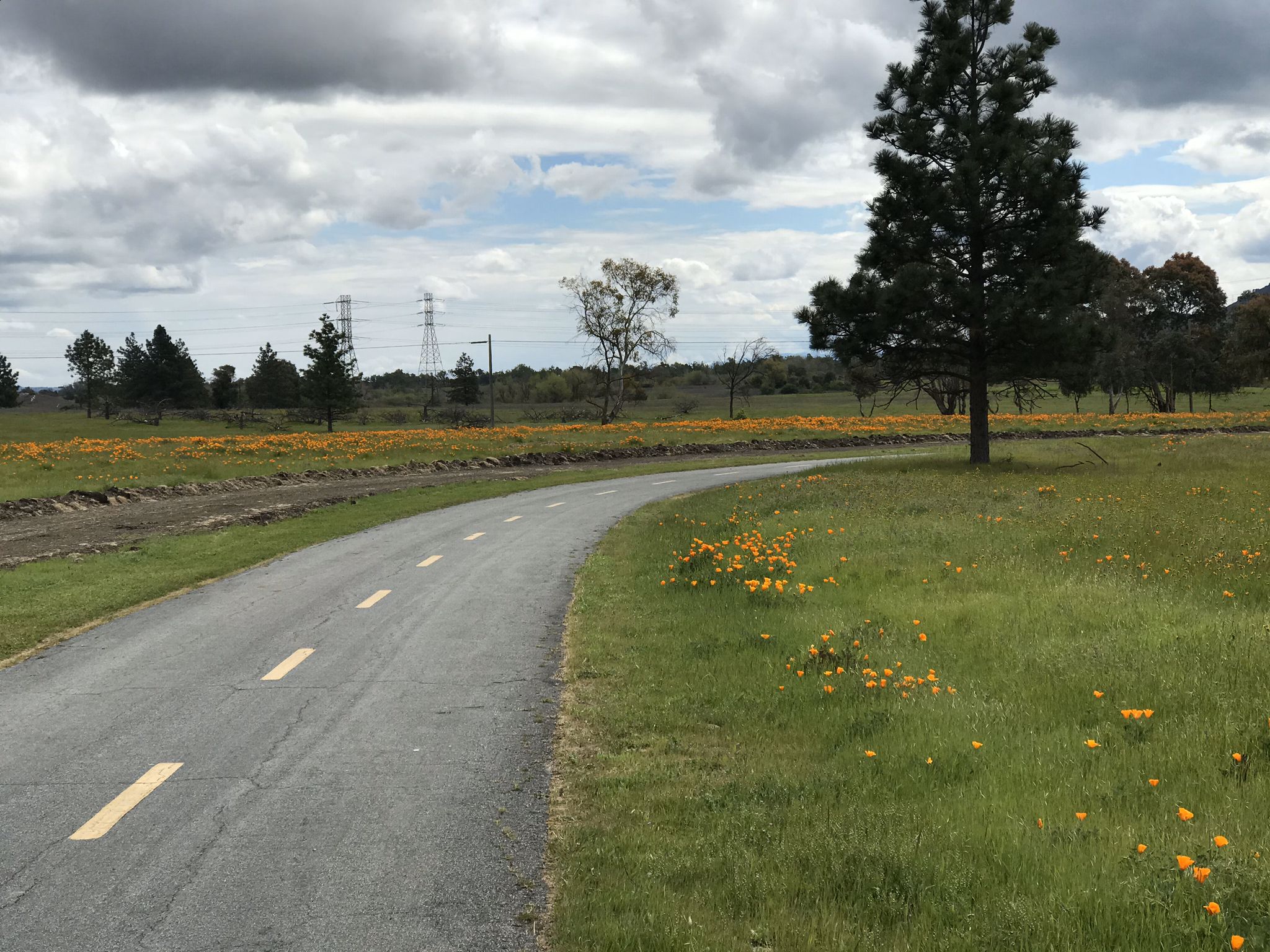 Paved path curving through a field of yellow wildflowers under a cloudy sky. - Coyote Creek Trail – Ogier Ponds Bike Path loop from Baird Ranch Reserve