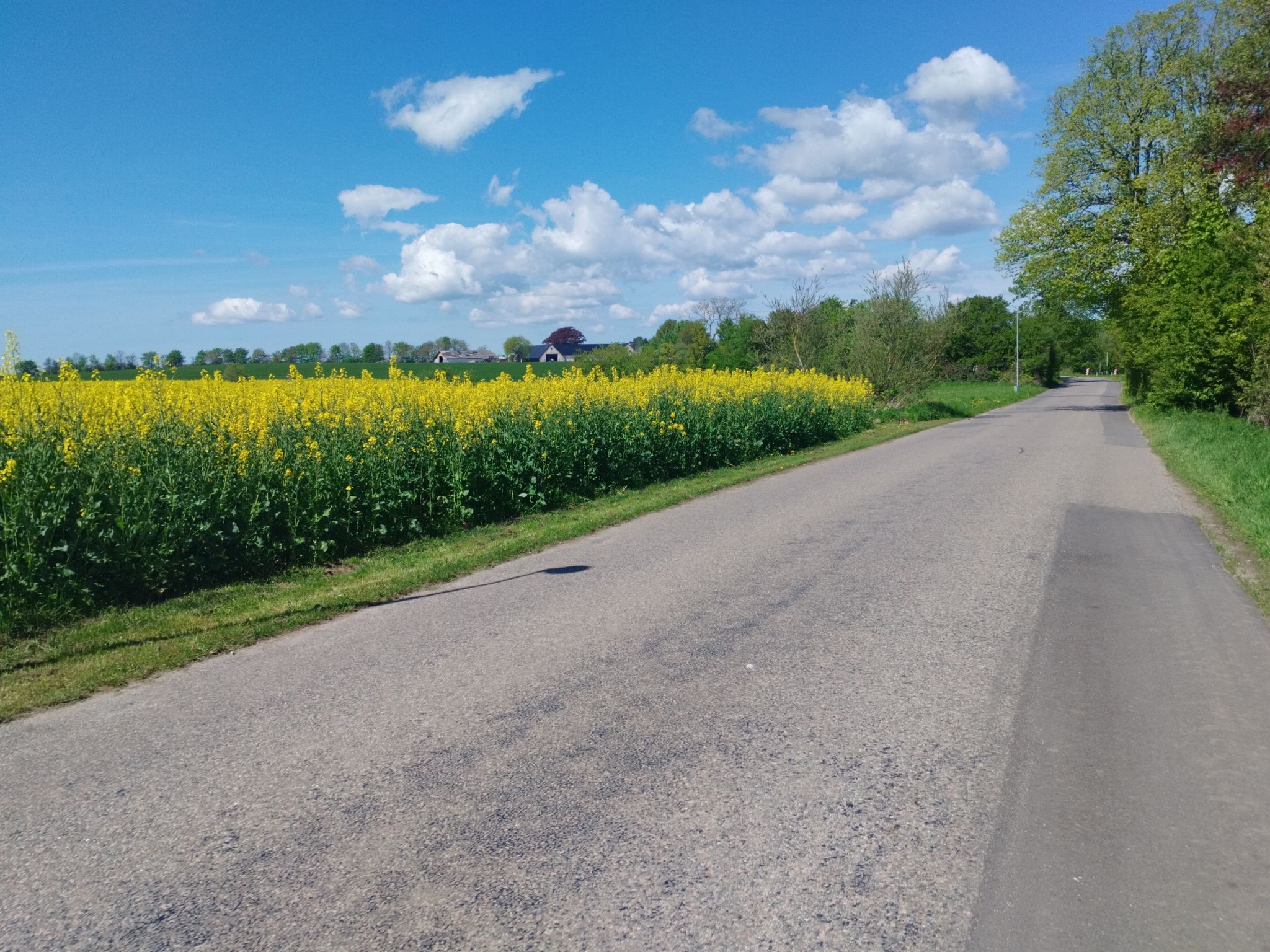 Rapsfeld 