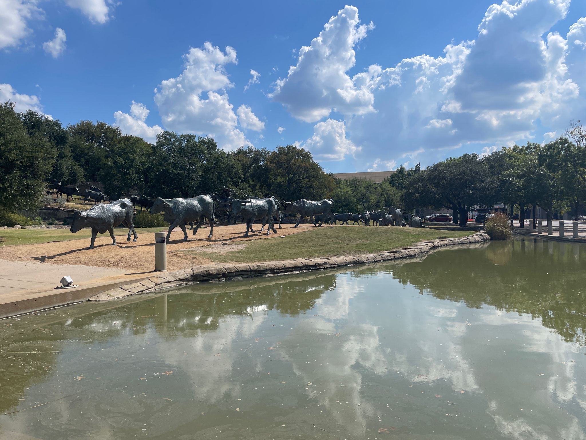 Bronze cattle statues graze by a reflective pond under a bright, cloudy sky. - Downtown Dallas loop