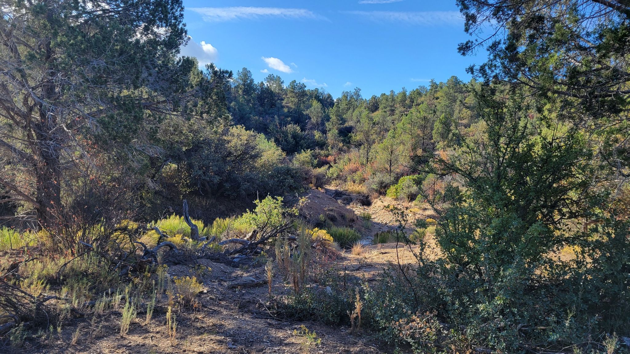 A sunny, forested valley with dense green trees and dry creek bed. - Almosta Trail #622