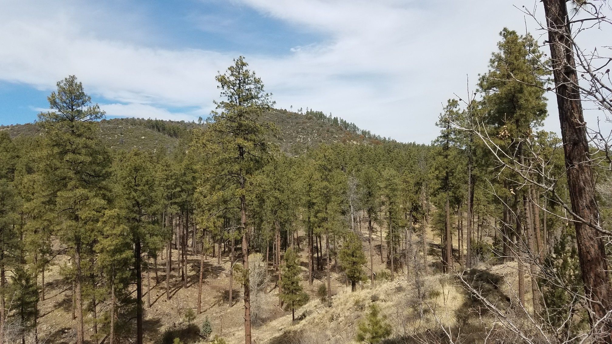 Dense pine forest covers rolling hills under a bright, partly cloudy sky. - Cold Springs Trail loop from Aspen Creek Trailhead Parking Lot