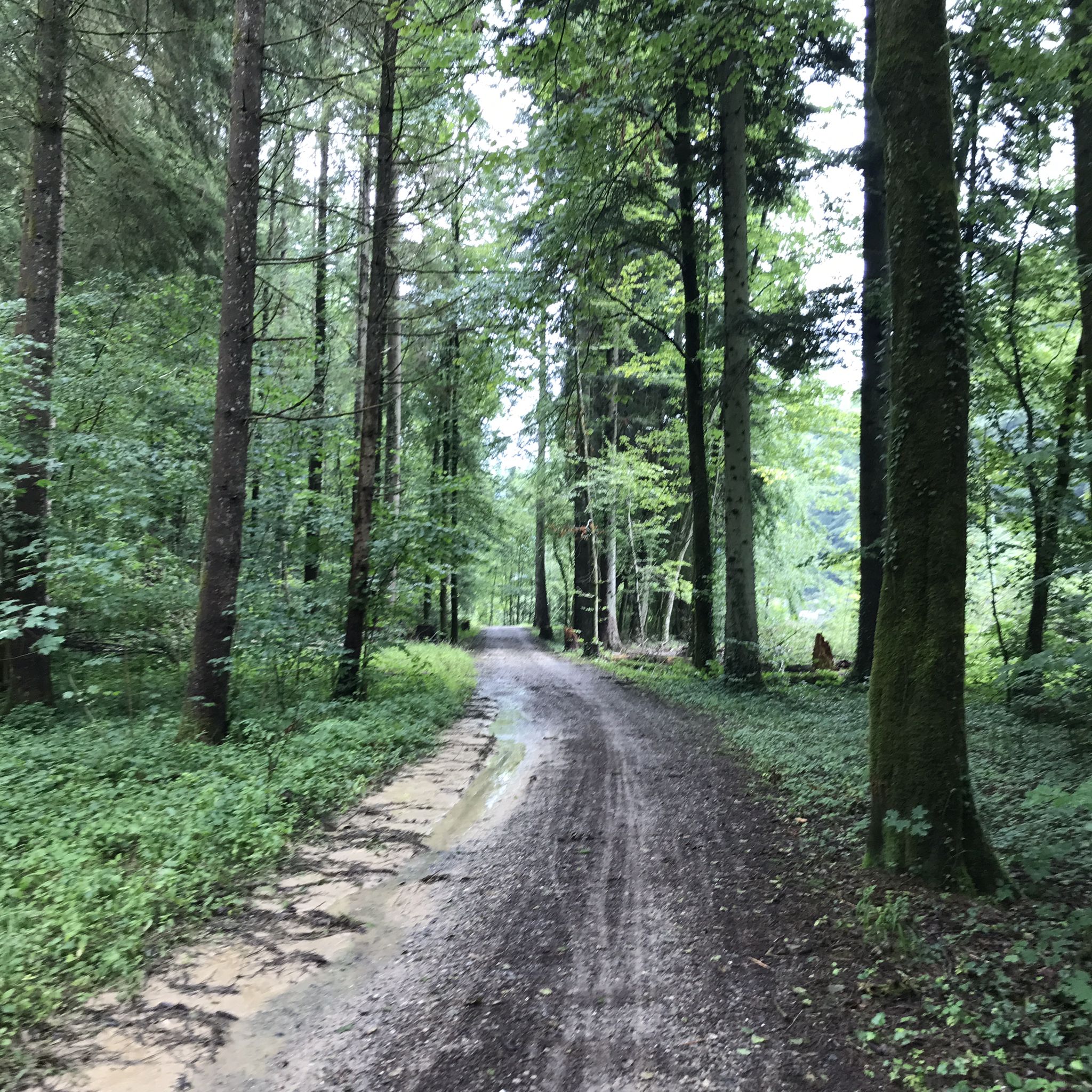 Waldstraße, geht auch mit dem Rennrad