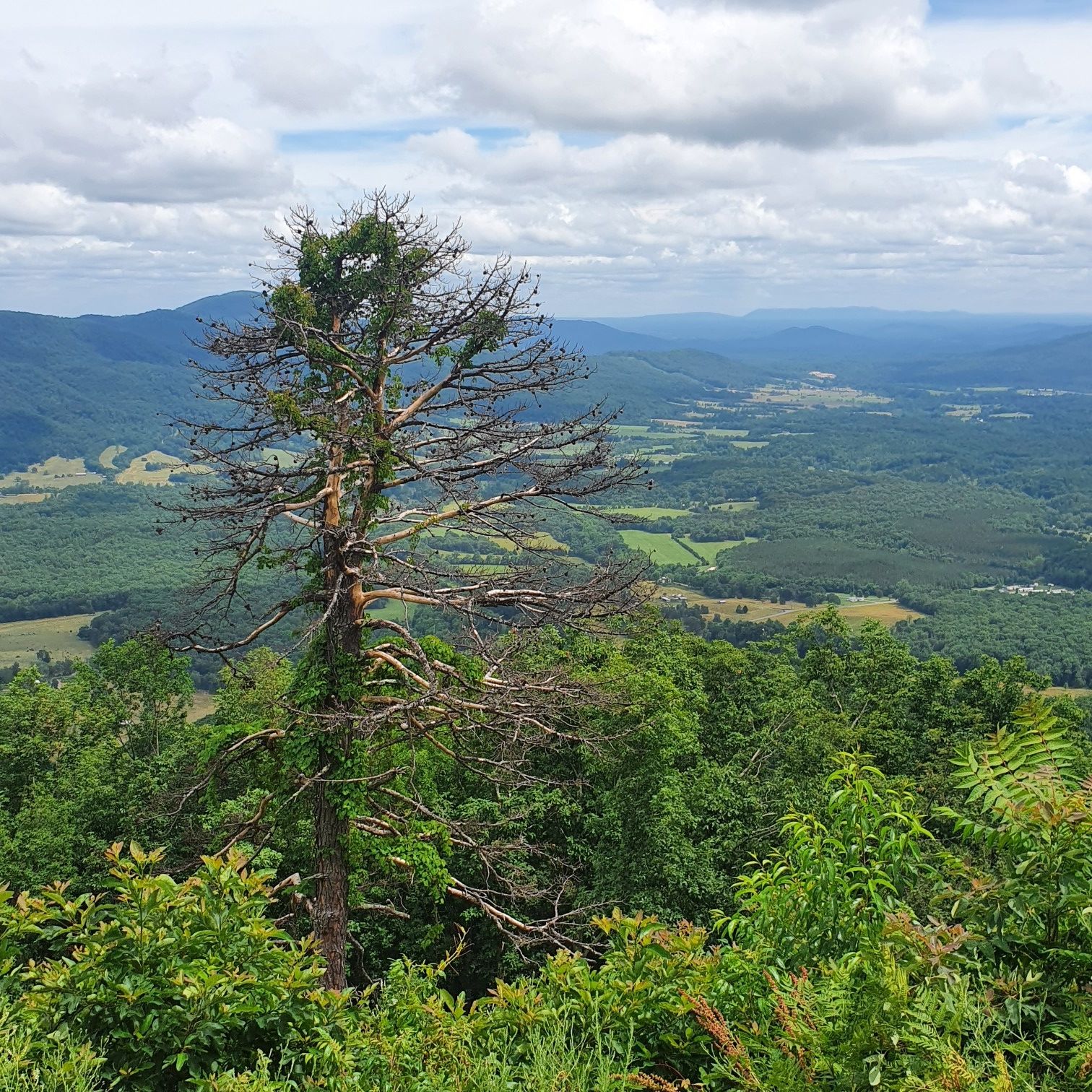 Partially dead tree overlooks a vast green valley under a cloudy sky. - Buchanan Swinging Bridge – Roanoke City Market loop from Roanoke