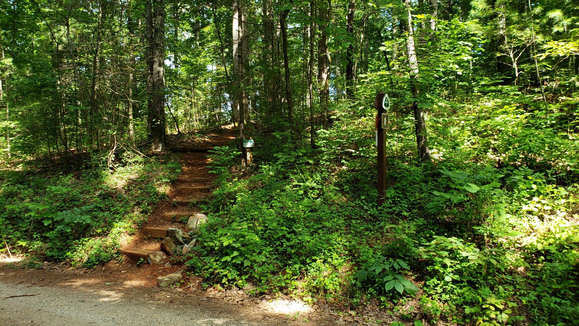 Wooden steps lead uphill into a bright green forest. - Long Mountain loop from Three Ridges Wilderness