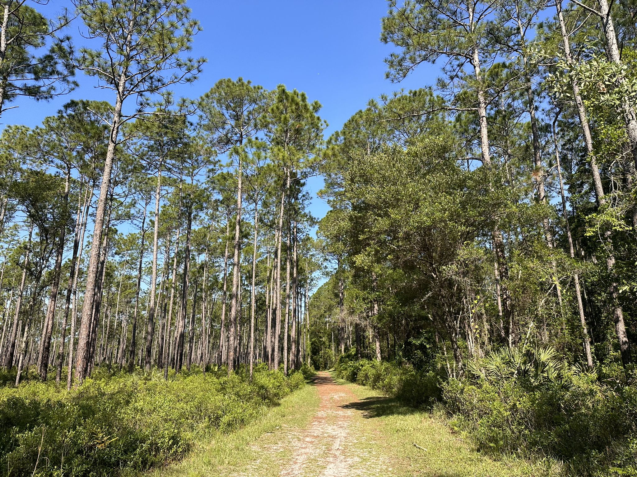 A wide dirt path through a dense pine forest under a bright blue sky. - White Blaze Trail