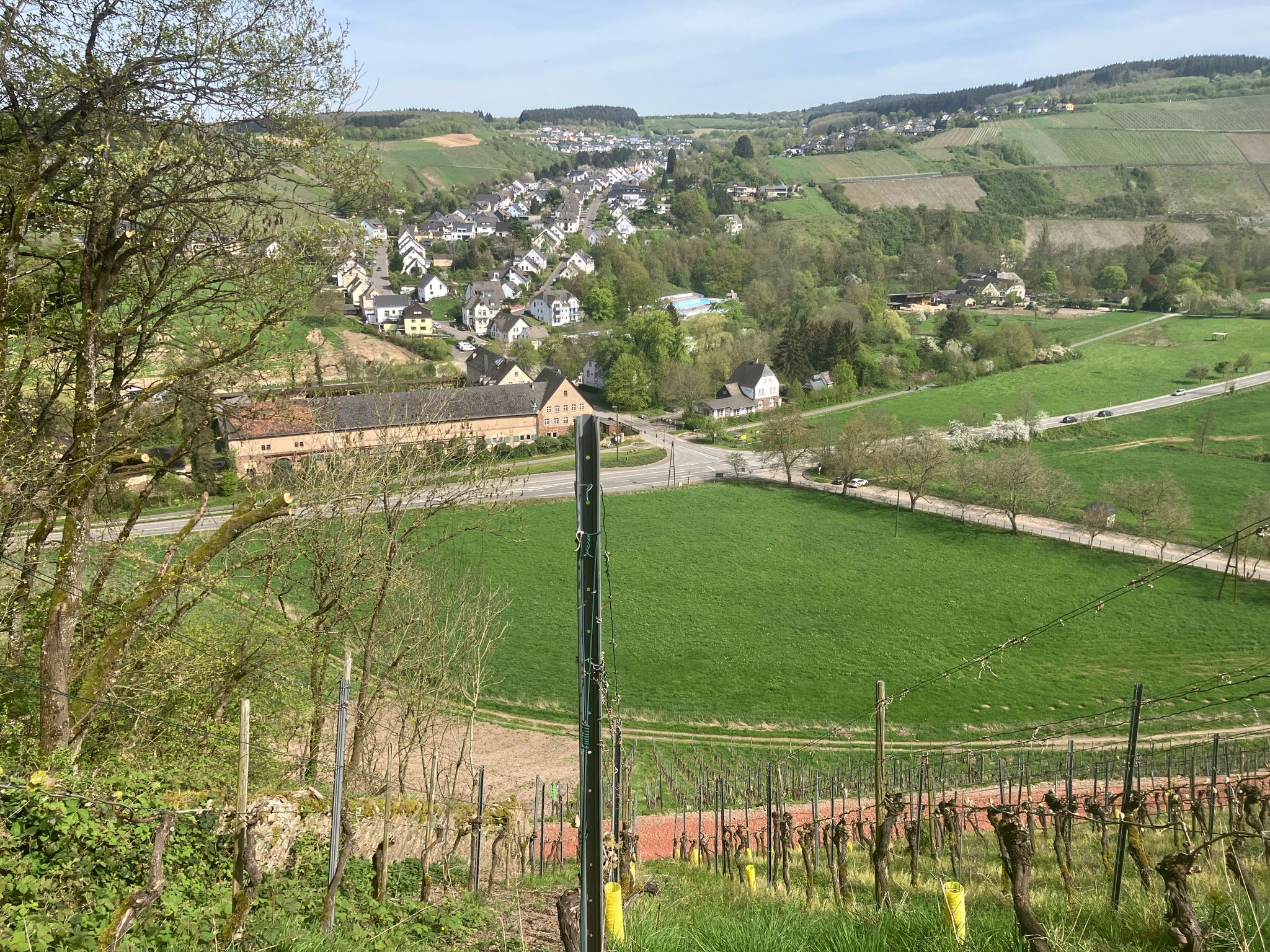 Blick auf Mertesdorf aus den Maximier Weinbergen