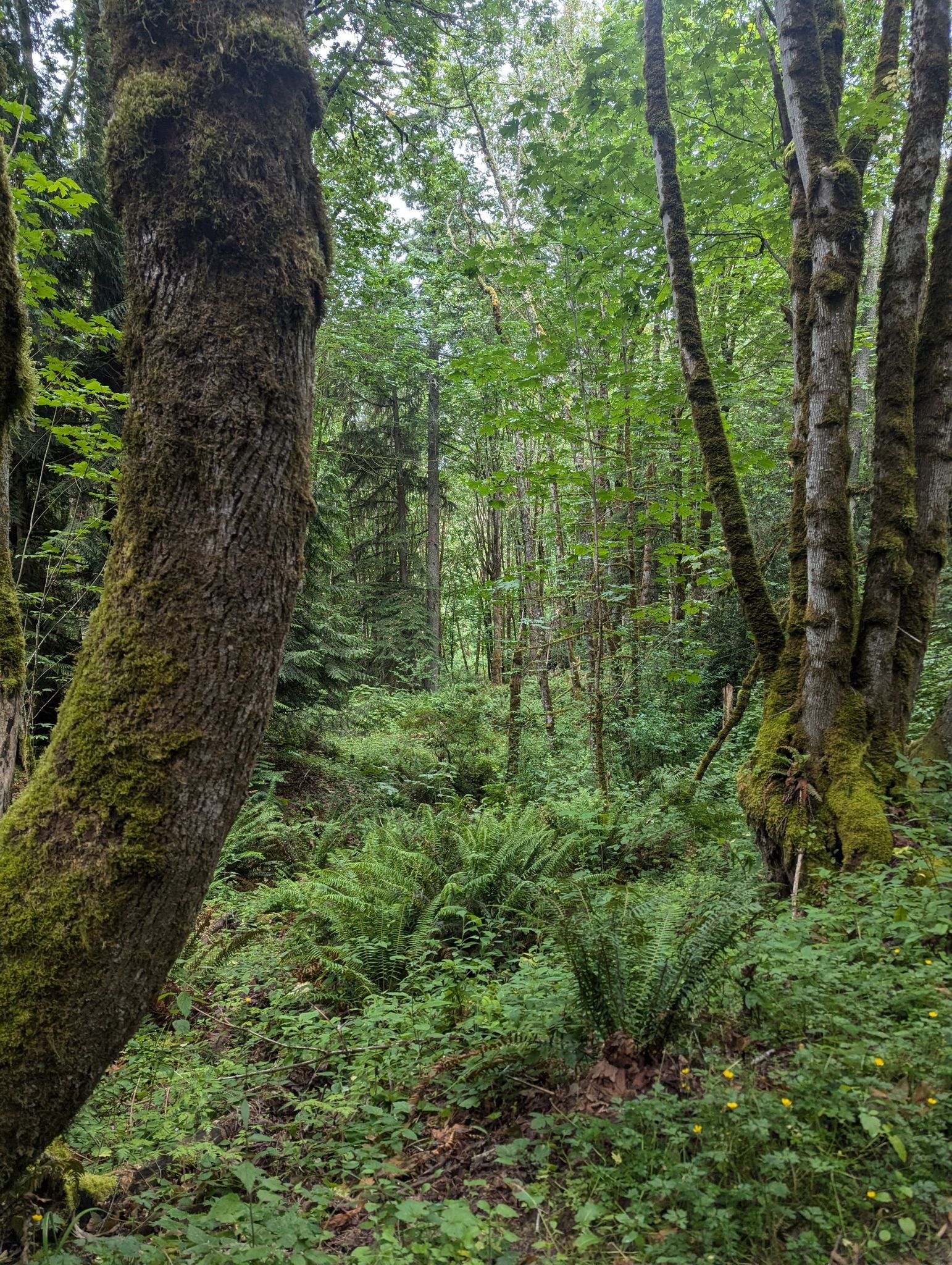 A dense, green forest with moss-covered trees and abundant ferns. - Cave Hole and Coal Creek Falls Trail