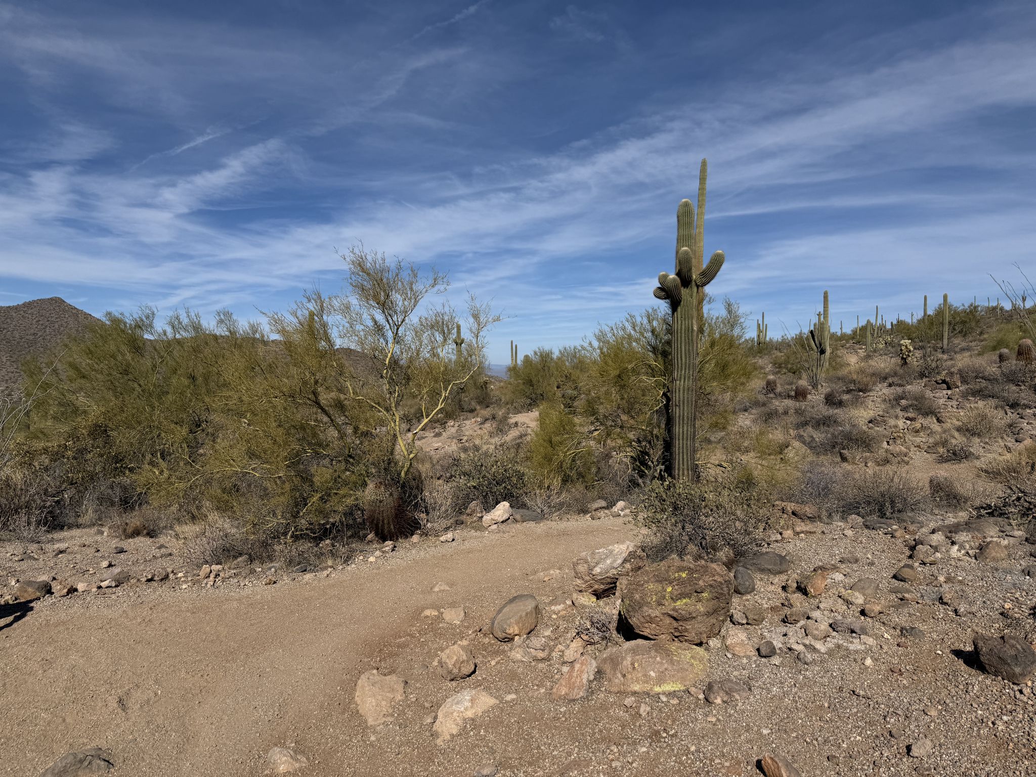 A dirt trail winds through desert brush and saguaro cacti under a blue sky. - Usery Trailhead Parking – Wild Horse Trail loop from Usery Mountain Regional Park