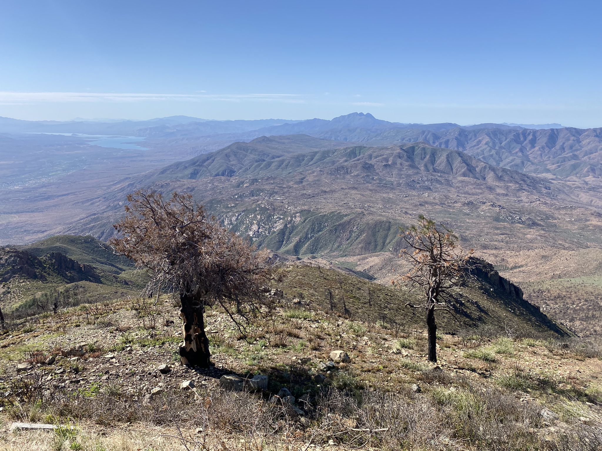 Two burnt trees on a hill overlooking a vast mountainous landscape. - Mount Ord Trail