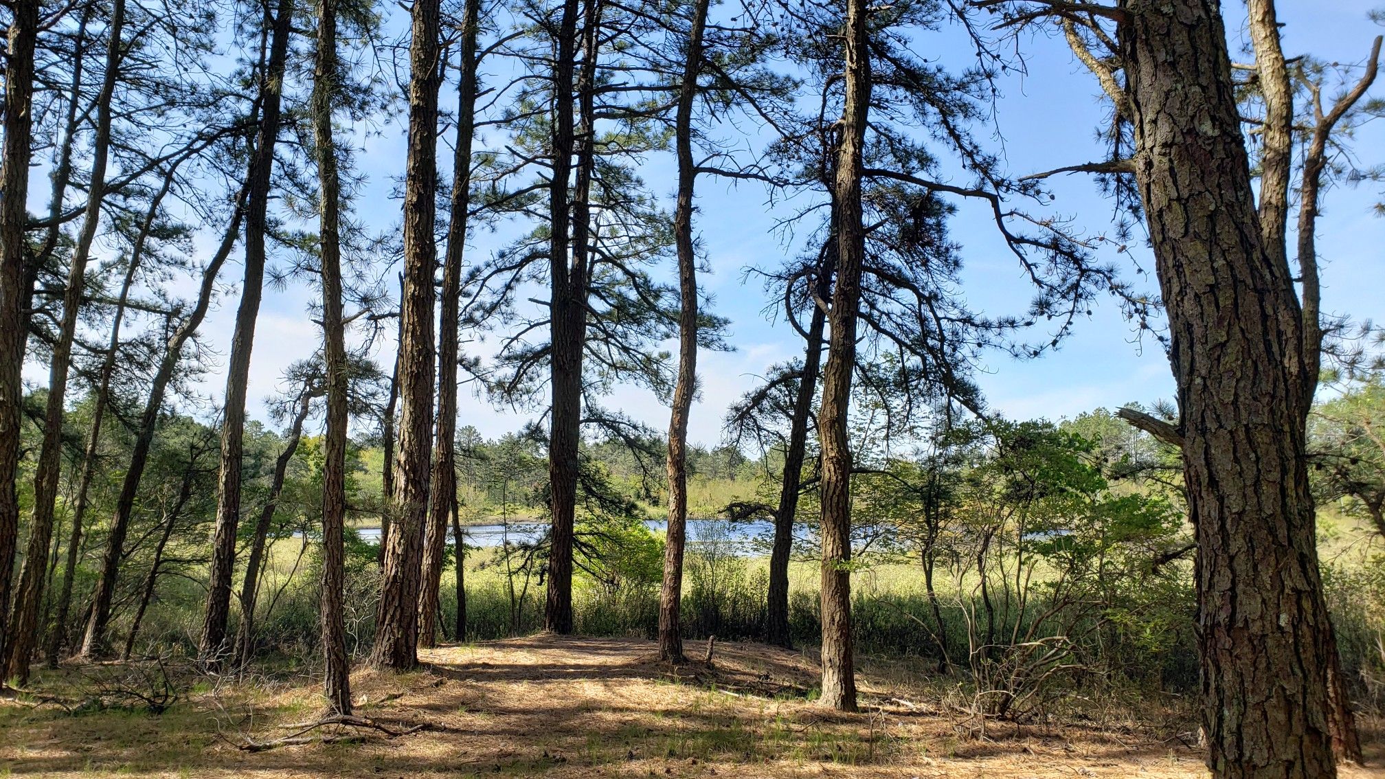 A sunlit forest path through tall pine trees, with a lake visible beyond. - Robert Cushman Murphy County Park loop