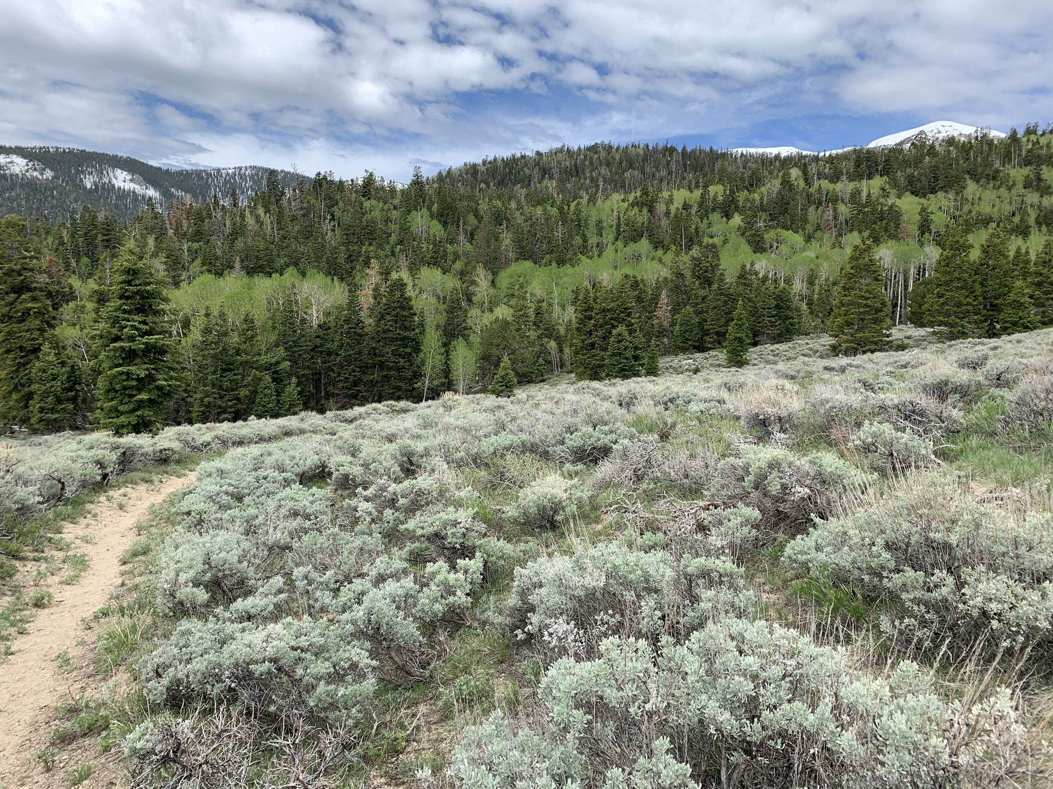 Dirt path winds through sagebrush towards a dense forest and distant snowy mountains. - Johnson Lake and Baker Lake Trails loop