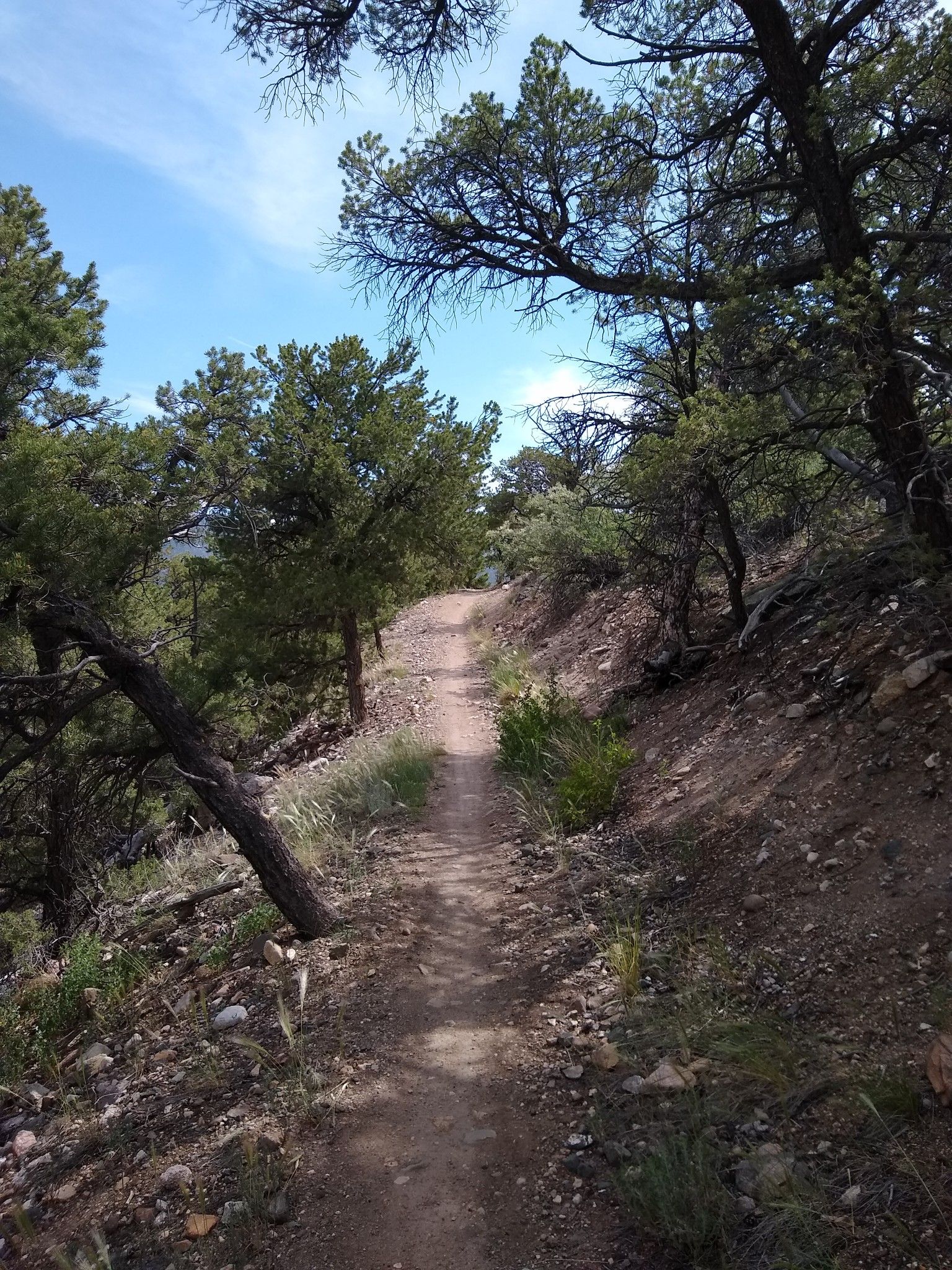 A winding dirt trail through a sunny, dry forest under a blue sky. - The Salida Museum – Spartan East Trail loop from Salida