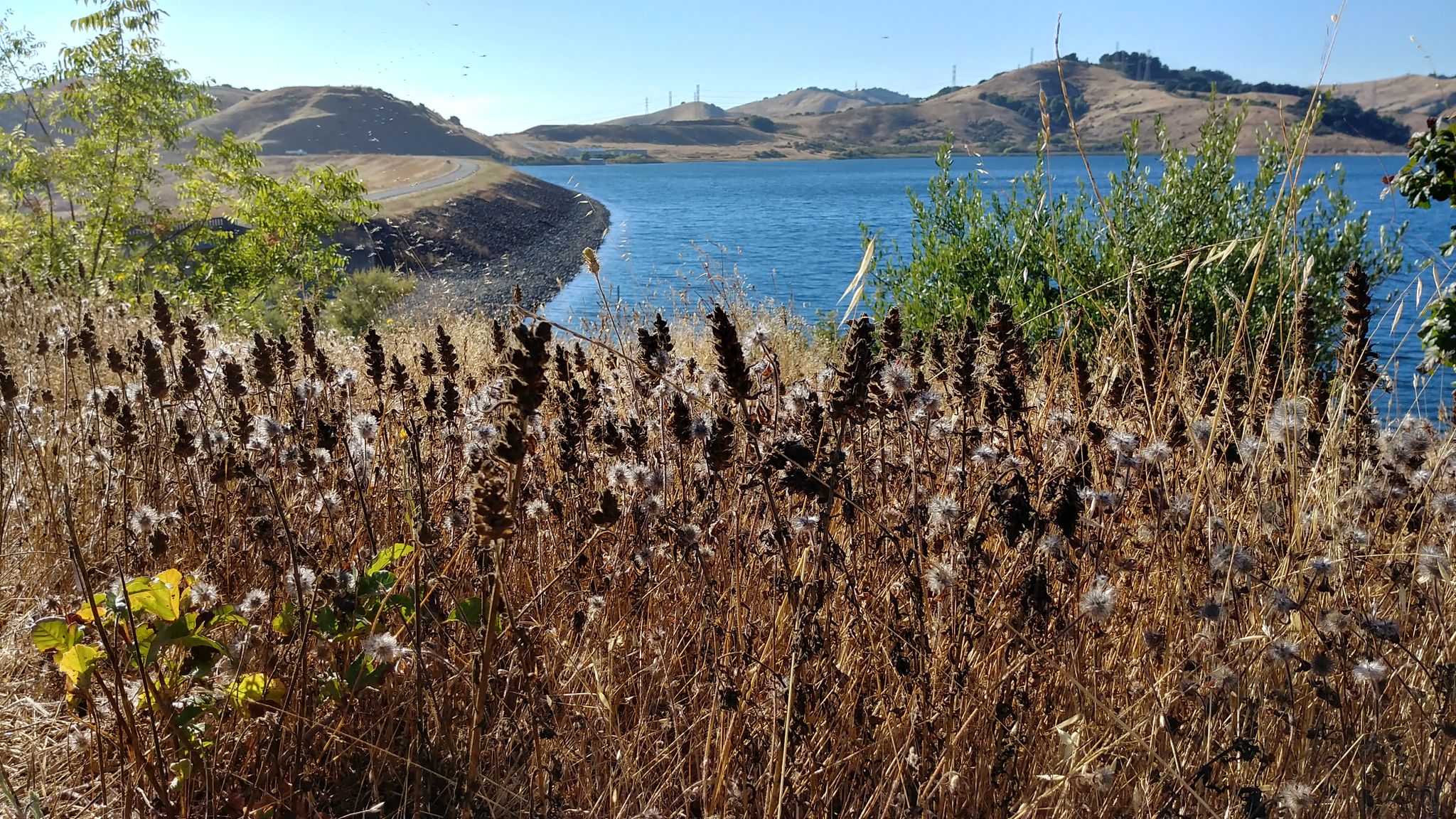 Dry, tall grass and seed heads in the foreground, with a blue lake and hills. - Briones Reservoir loop via Bear Creek Trail —Briones Regional Park