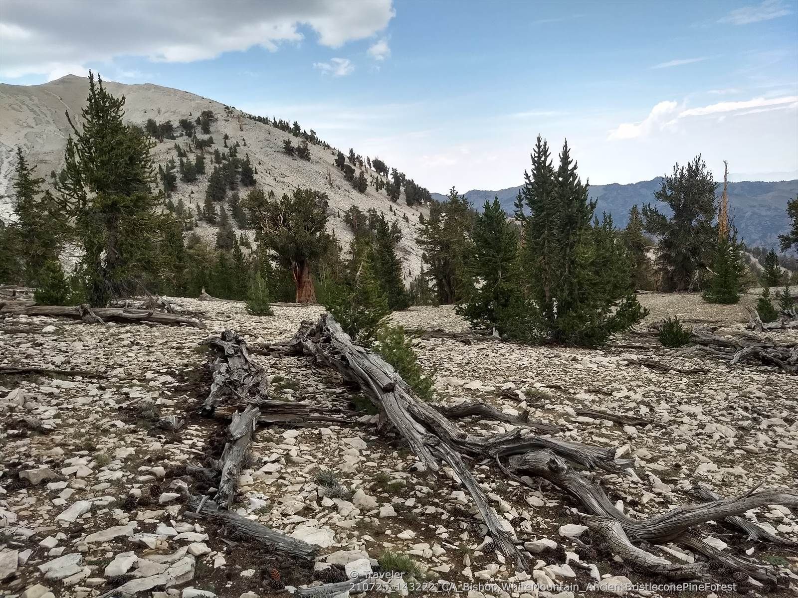 Fallen log on rocky ground with sparse pine trees under cloudy sky. - Patriarch Grove Trail