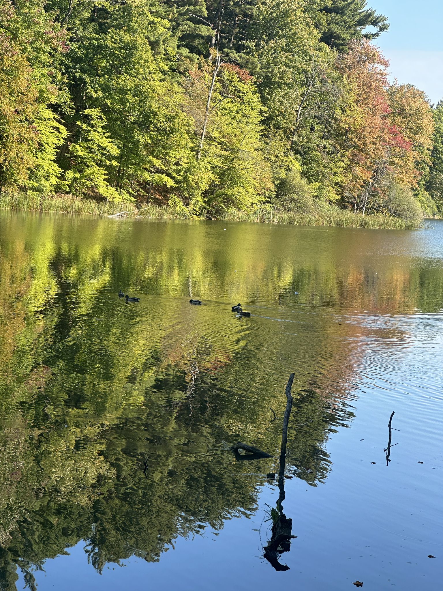 Calm lake reflecting colorful autumn trees under bright daylight. - Lake Ontario sand beach – Pond in Durand Eastman Park loop from Irondequoit Bay State Marine Park