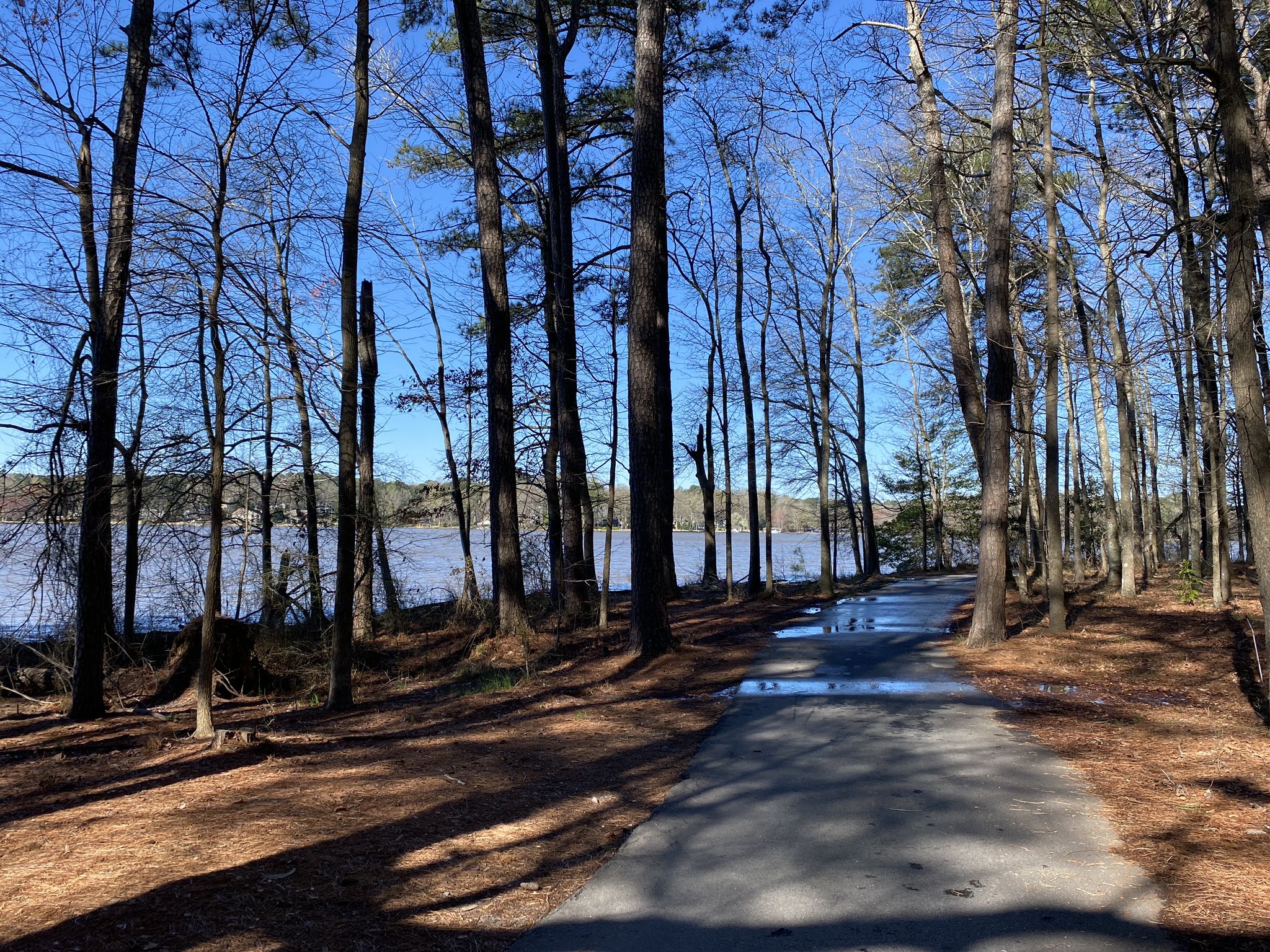 Paved path with puddles winding through tall trees, lake visible in background. - Lake Kedron – Peachtree Multi-Use Paths loop from Lake Horton