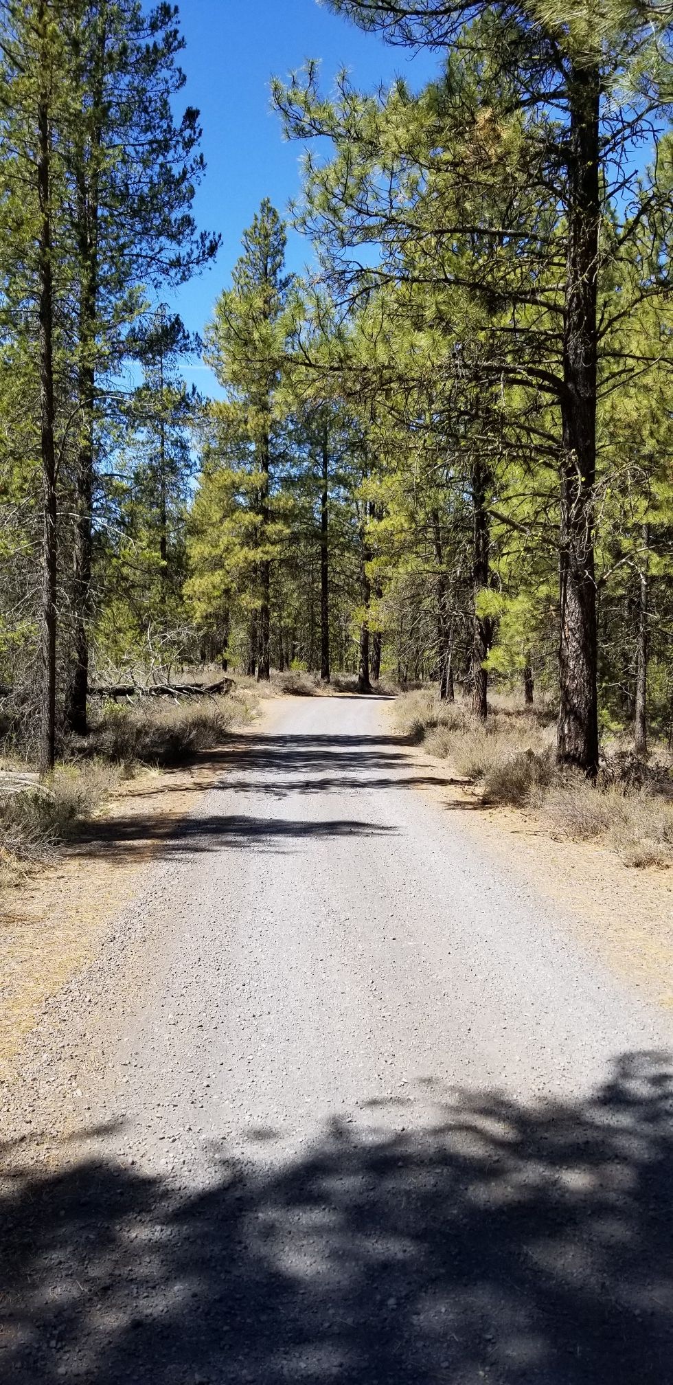 A sunlit dirt road winds through a dense pine forest under a clear blue sky. - Sun-Lava Trail